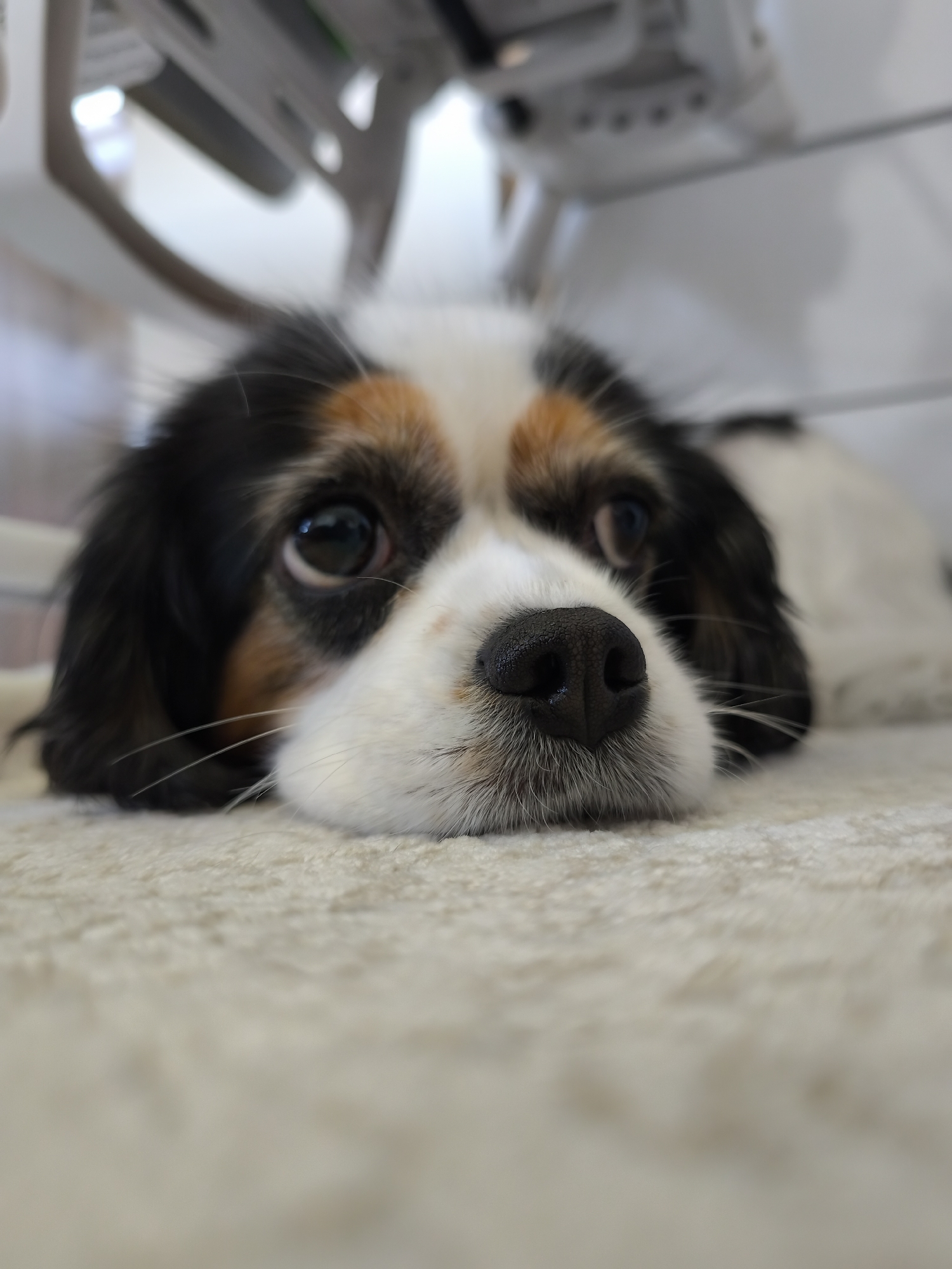 A close-up photograph features a Cavalier King Charles Spaniel dog lying on a plush, light-colored carpet. The dog's head is resting on the carpet, with its eyes open and looking directly at the camera. The dog has tri-color markings: black ears, tan patches above the eyes, and a white face. Its nose is black and slightly shiny. The background is blurred, showing indistinct white furniture. The location cannot be determined from the image; the photograph does not provide any clues to suggest it was taken in Plovdiv, Bulgaria.