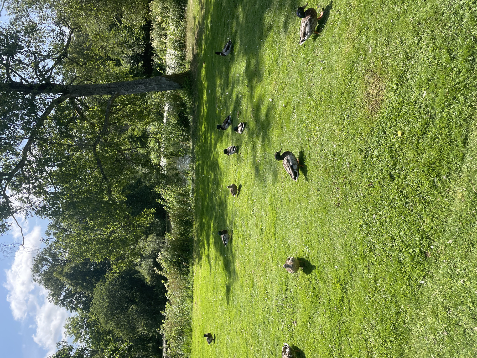 The image depicts a sunny day in a park-like setting with lush green grass and trees. A body of water is visible in the background, with dense vegetation along its banks. Several ducks are scattered across the lawn, some standing and others appearing to be resting. The scene suggests a tranquil outdoor environment suitable for recreation or wildlife observation.
This image is located at Horsens City Park in Horsens, Denmark. The park is known for its expansive green spaces, walking paths, and a central lake, providing a natural habitat for various species, including ducks. The presence of the water body and the well-maintained lawn are characteristic features of this urban park.