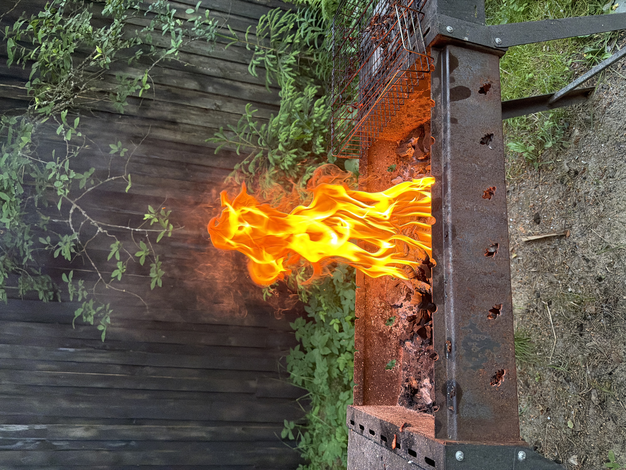 A close-up, eye-level shot captures a barbecue grill in the process of burning. Intense orange and yellow flames erupt from a bed of glowing coals, casting a warm light on the surrounding area. The grill itself is made of weathered metal, showing signs of rust and wear, with a wire rack positioned on the right side. Behind the grill, a rustic wooden fence provides a dark backdrop, partially obscured by lush green foliage and young evergreen trees. The ground beneath the grill is a mix of dirt, small stones, and dried pine needles, indicating an outdoor setting in a natural environment, possibly a backyard or a dacha in Snegiryovka, Russia. The scene is devoid of any people.