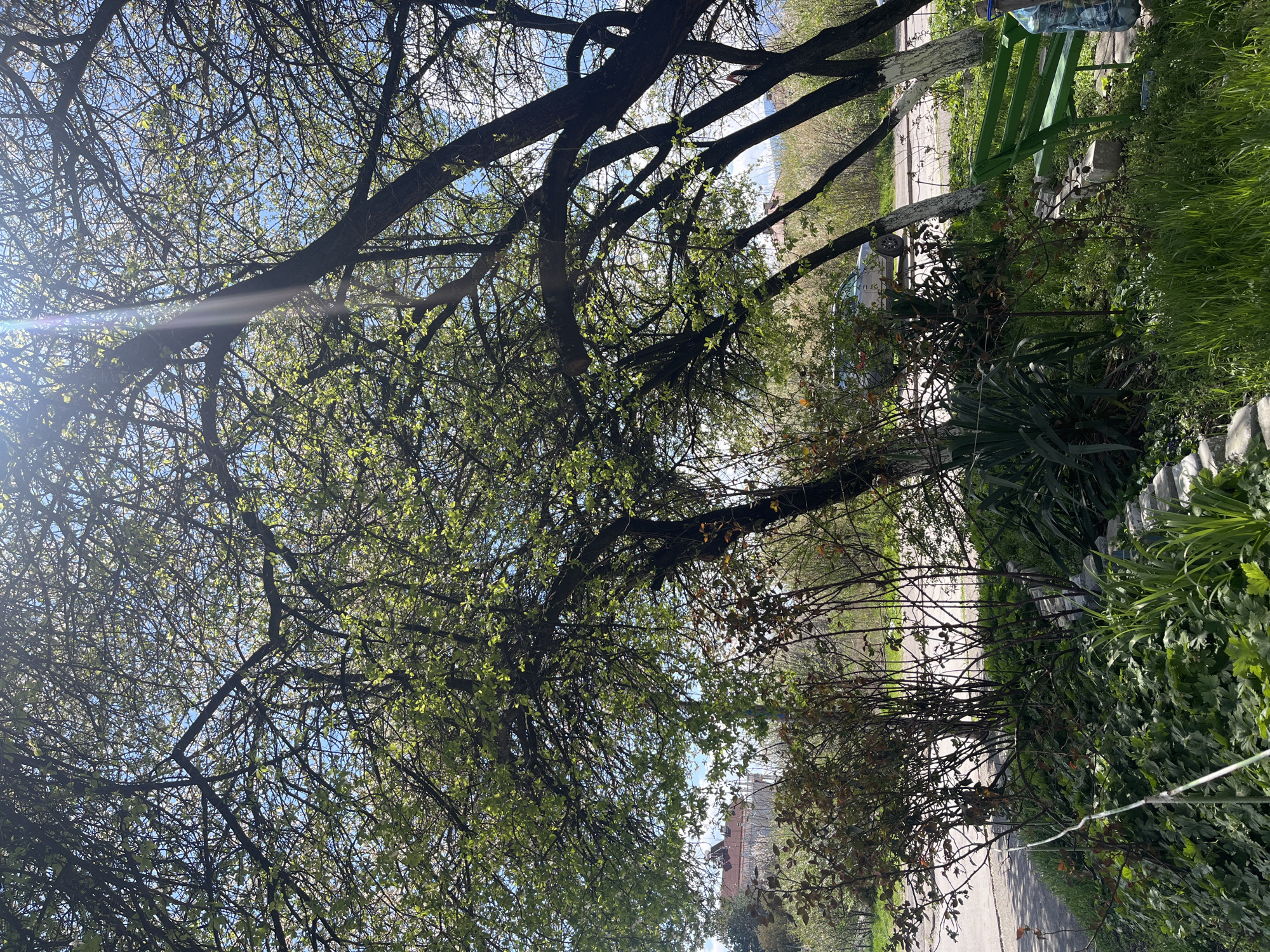 The image shows a daytime scene outdoors. A large, leafless tree with branches spreading across the top half of the image dominates the view. Through the branches, glimpses of a blue sky are visible. A bright glare of sunlight emanates from the upper left corner.
Below the tree canopy, there is a street with vegetation on either side. A green wooden structure that resembles a bench is visible on the right side of the frame, surrounded by greenery and grass. In the background, a building with a red roof can be seen, as well as other structures along the street.
The location is likely a park or green space along a street in Sofia, Bulgaria, given the presence of urban features such as streets and buildings in conjunction with trees and greenery.