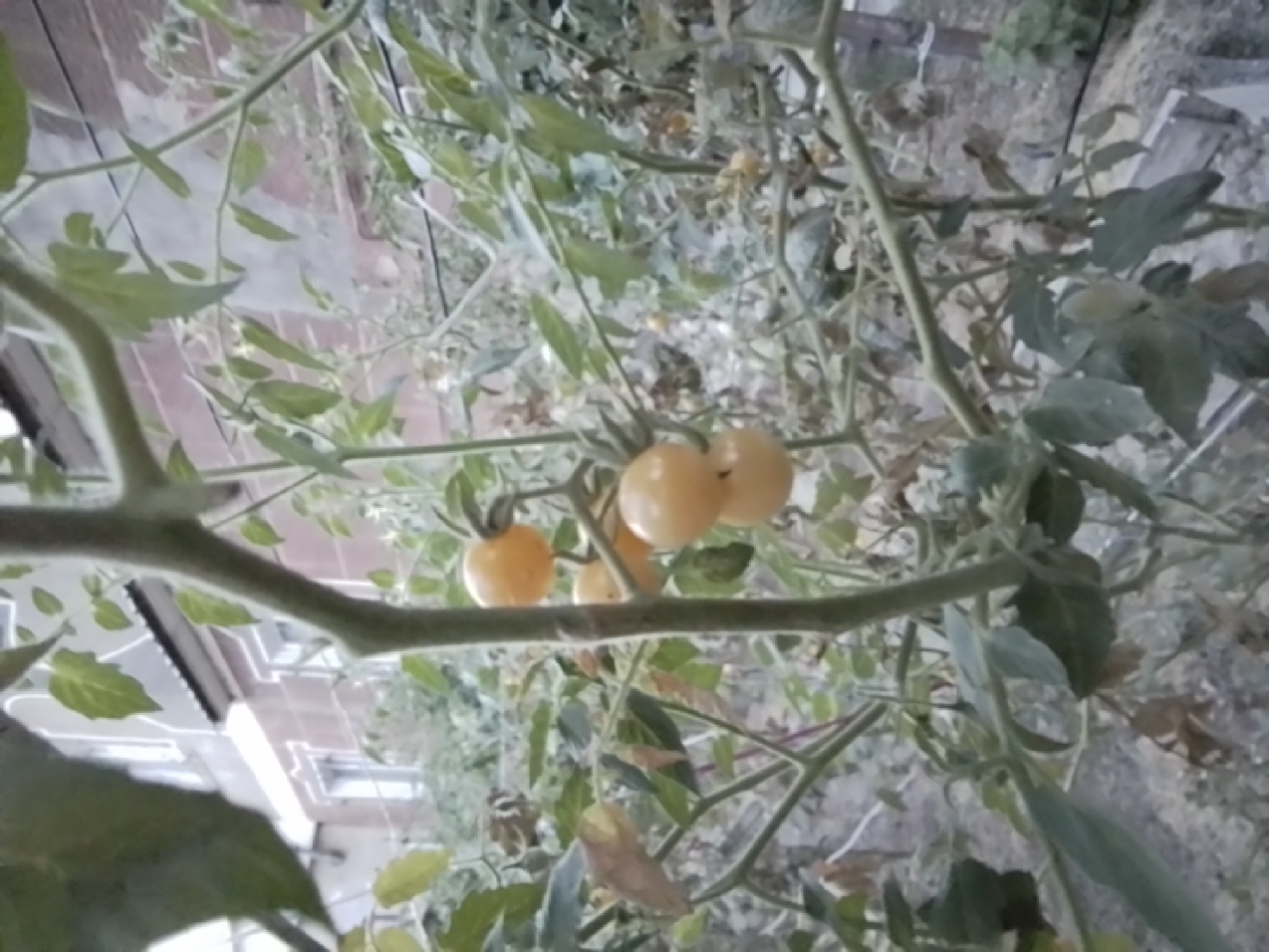 In the foreground, a tomato plant with green leaves and branches is visible. Several yellow tomatoes are clustered on the vine. In the background, a brick building with windows is partially obscured by the foliage. The scene appears to be outdoors, likely in a garden or courtyard setting within the city of Taraz, Kazakhstan. The lighting is overcast, suggesting a cloudy day.