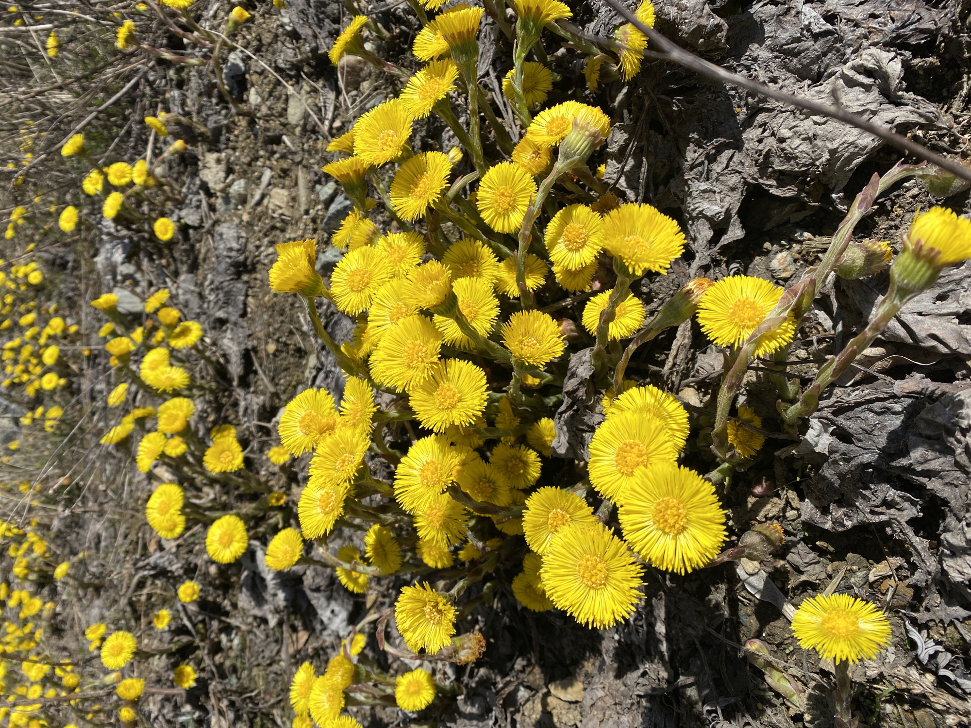 The image shows a dense patch of yellow flowers, possibly Coltsfoot (Tussilago farfara), growing on rocky, barren ground. The flowers are the dominant element, exhibiting a bright yellow color and tightly packed petals. The ground is composed of dry, gray, and brown material that looks like dirt and bark. Given the prominence of Coltsfoot flowers, the image likely captures a spring scene, as this flower is one of the first to bloom in the spring. The flowers grow on stems ranging from a couple of centimeters to a few centimeters. It is impossible to confirm the location in Yekaterinburg, Russia, without additional contextual information.
