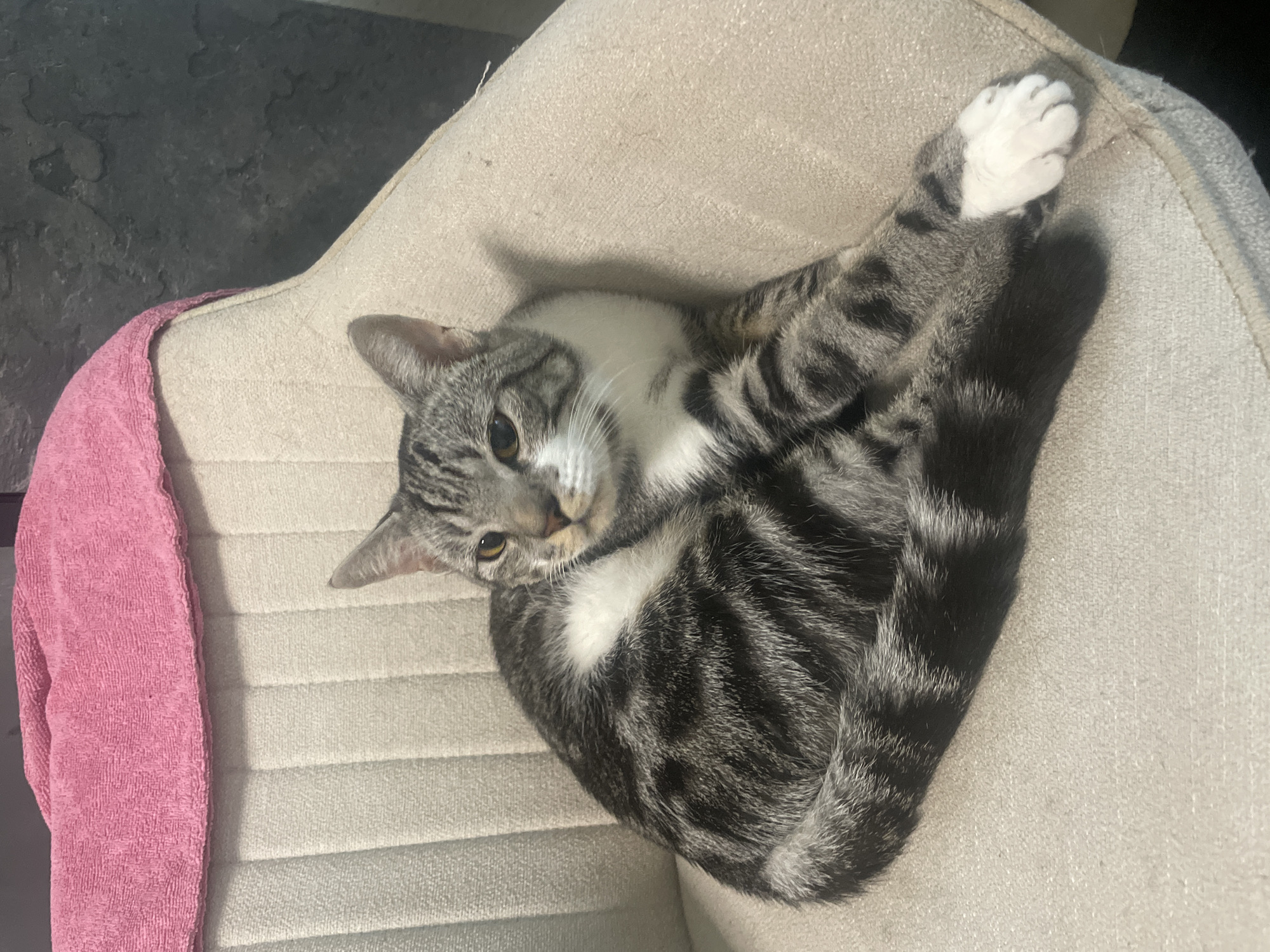 A tabby cat with white markings is curled up on a beige upholstered chair with a pink towel draped over the back. The cat's eyes are open and it is looking towards the camera. The chair appears to be in a domestic setting, possibly a living room or bedroom.