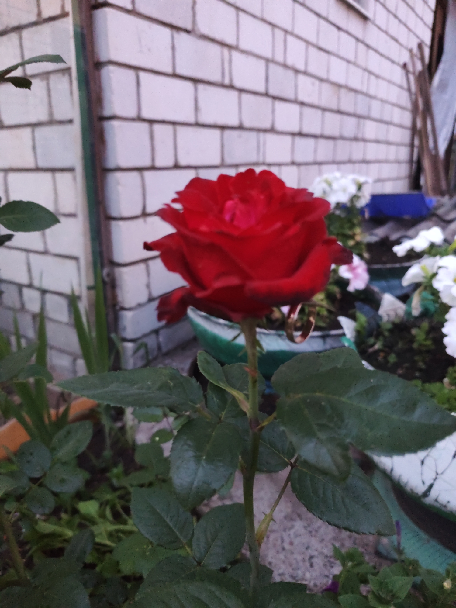 This image shows a red rose in full bloom, with a golden ring hanging from its stem. The rose is positioned in the foreground, with its vibrant petals taking center stage. In the background, a brick wall of a building is visible, along with some other flowering plants and greenery. The scene appears to be an outdoor setting, possibly a garden or yard, located in the city of Bor, Russia. The lighting suggests it might be late afternoon or early evening. The image is captured at eye level, providing a clear view of the rose and its immediate surroundings.