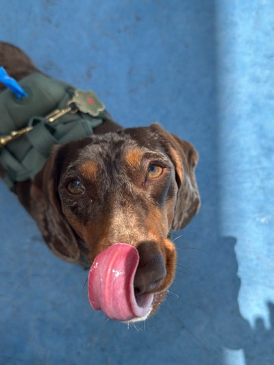 A brown and tan dachshund with a dark green harness with a blue bag and a flower-shaped tag attached is facing up, licking its nose with its pink tongue against a blue background. The photograph was taken in West Hollywood, California, United States.