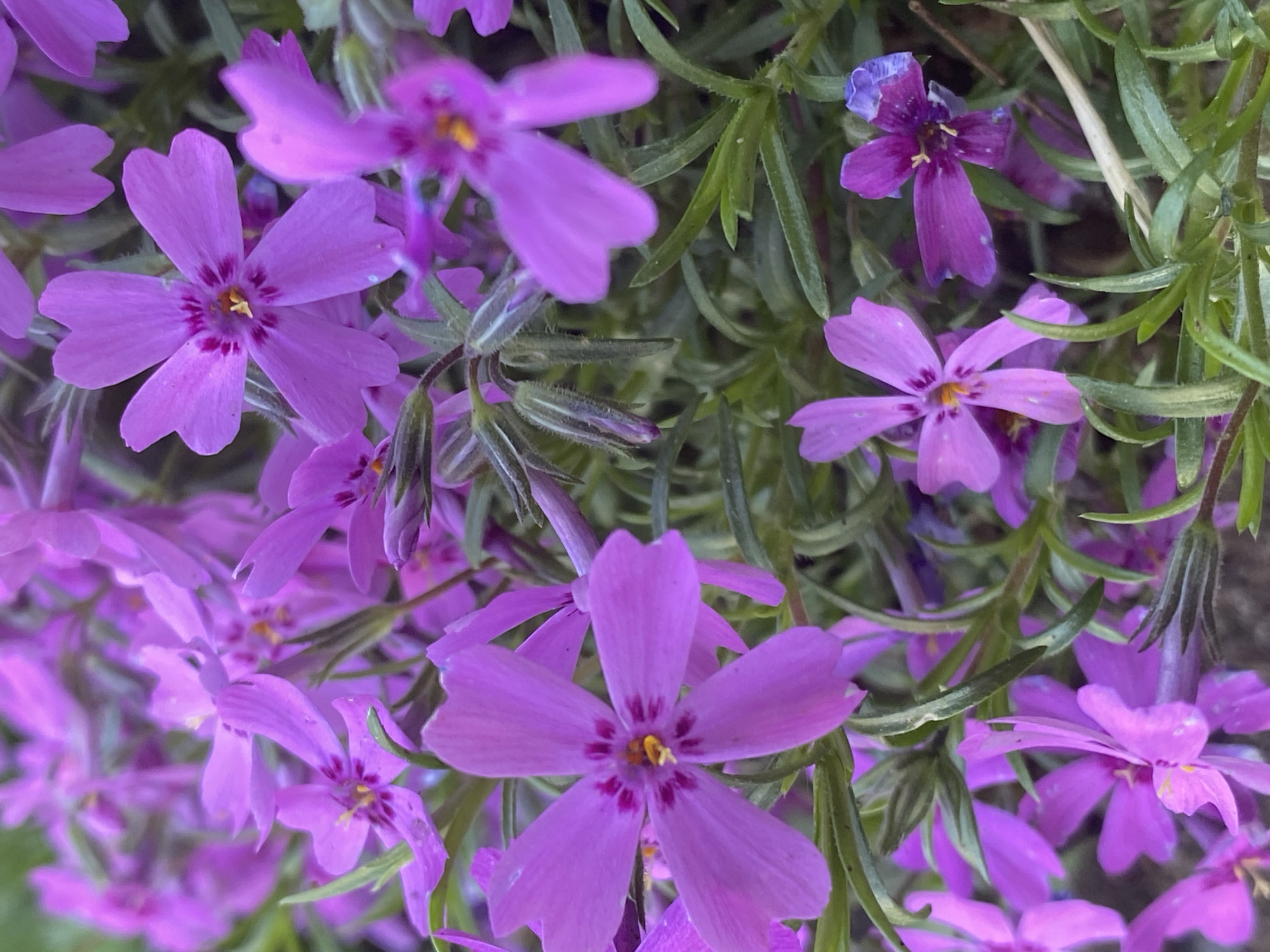 The image shows a cluster of small, bright purple flowers with five petals each, surrounded by thin, green, needle-like leaves. The flowers have a darker purple ring around the center, with a small yellow element in the very center. The overall impression is of a dense, ground-covering plant in full bloom. The image does not provide any information to ascertain that the location is in the city of Марковский, Russia.