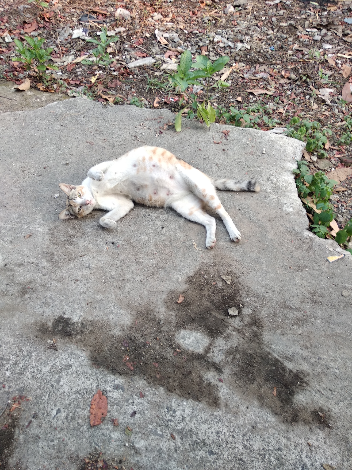 In Balaraja, Indonesia, a calico cat lies on its back on a concrete surface. The cat has white fur with orange and black markings and appears to be a female, possibly nursing. The concrete is stained and weathered. Surrounding the concrete is an area of dry earth covered with fallen leaves, twigs, and some small green plants. The scene appears to be outdoors in a natural or semi-natural environment, possibly a backyard or a public space with unkempt vegetation.