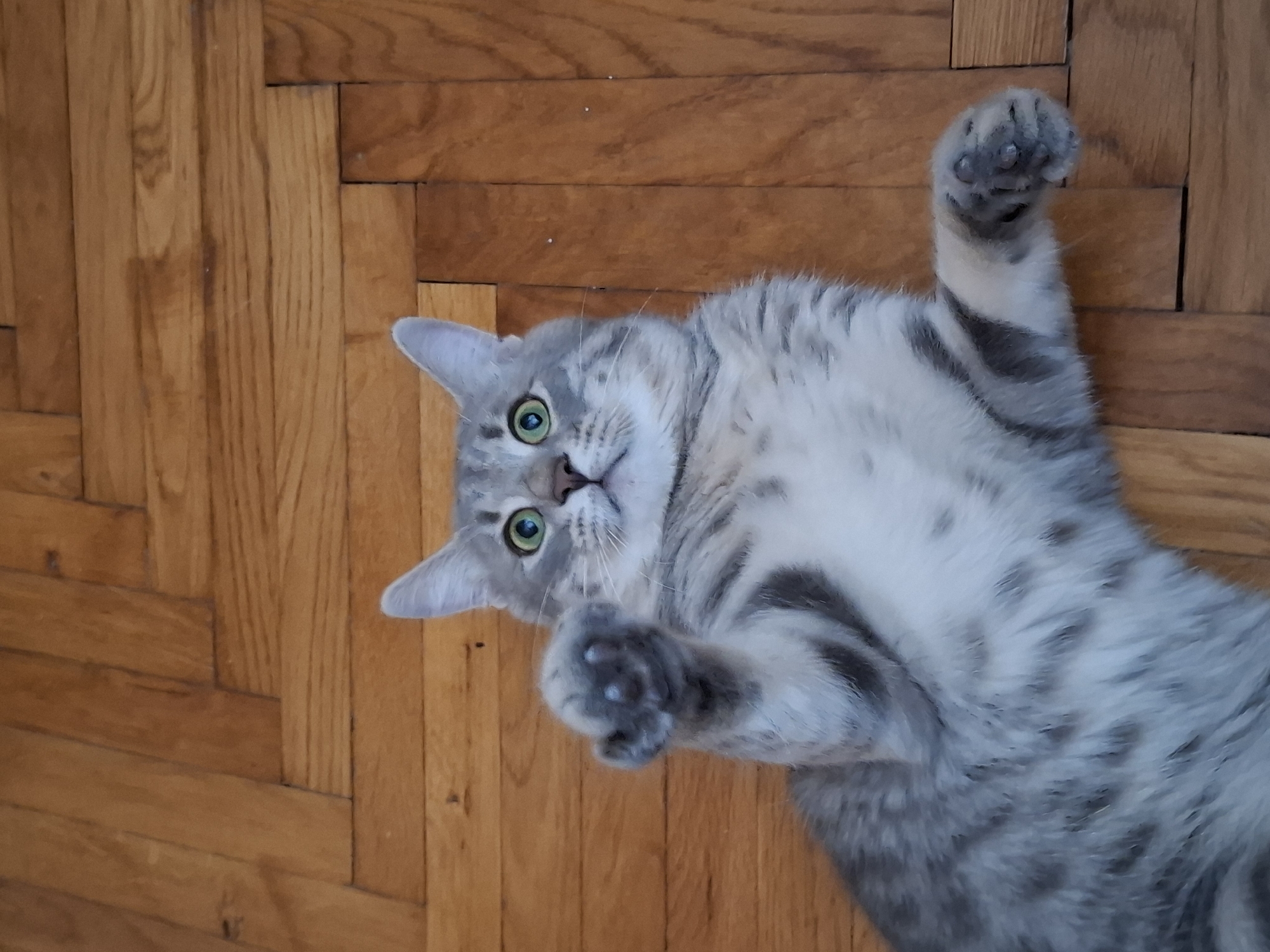 A medium-sized, gray tabby cat with green eyes is lying on its back on a wooden parquet floor. The cat is oriented with its head and right paw towards the upper left of the frame and its body extending diagonally to the lower right. The cat's paws are raised, and it is looking directly at the camera. The wooden floor consists of short, narrow, rectangular planks arranged in a herringbone pattern. The location cannot be determined from the image.