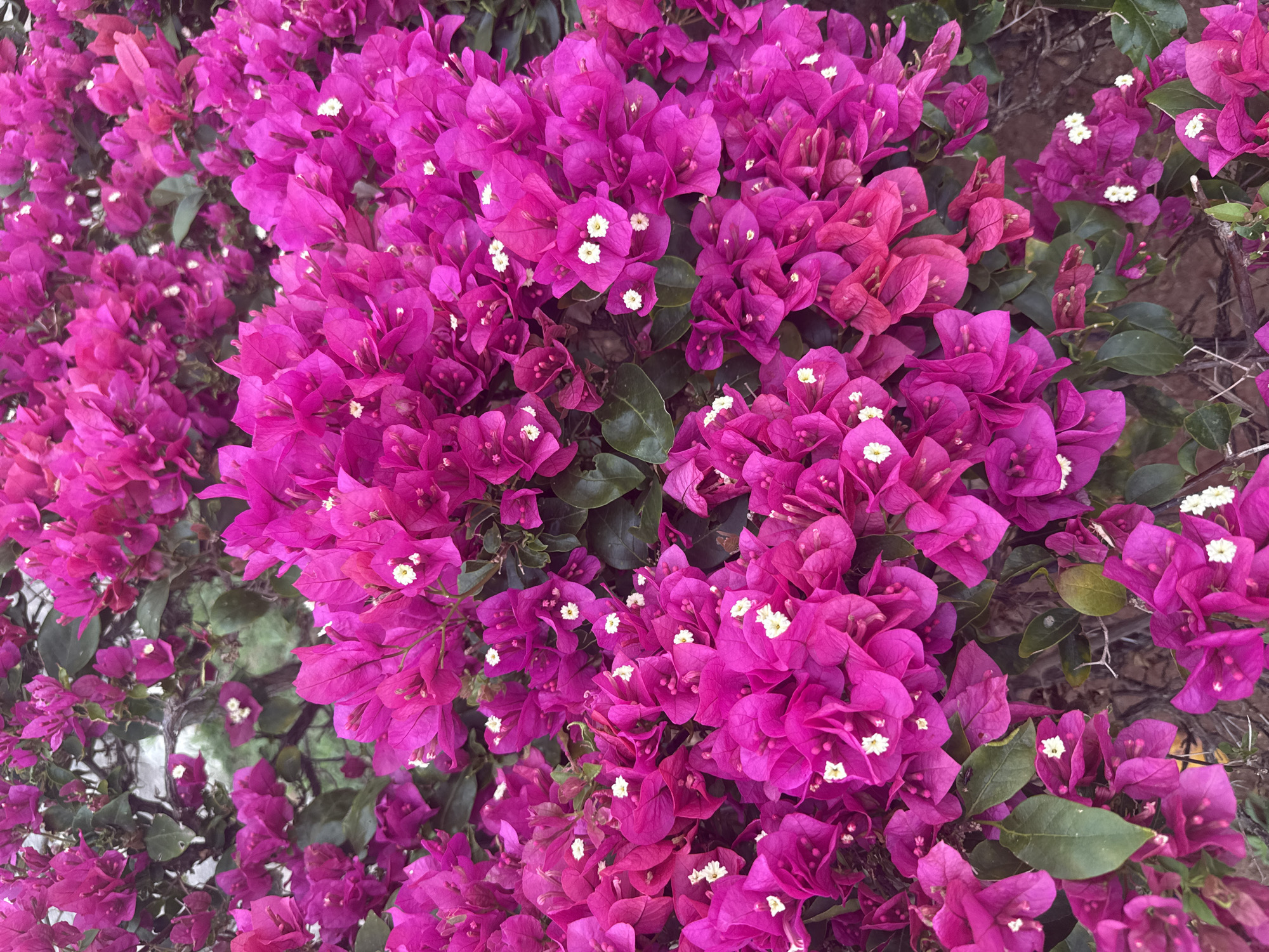 An overhead, eye-level, medium shot captures a dense cluster of vibrant pink bougainvillea flowers. The flowers, with their papery bracts, are the dominant element, creating a lush, textured surface. Small, white flowers are visible nestled within the larger pink structures. Dark green leaves are interspersed throughout, adding depth and contrast to the brightly colored blooms. The background is a blur of greens and browns, suggesting foliage and possibly a hint of a natural or garden setting. The lighting appears to be natural, casting soft shadows and highlighting the delicate details of the petals. The image composition is tightly cropped, focusing entirely on the flowers and their immediate surroundings, with no people or discernable objects other than the plant itself. There is no indication in the image itself of the location being São Pedro Da Aldeia, Brazil; this information is provided contextually.