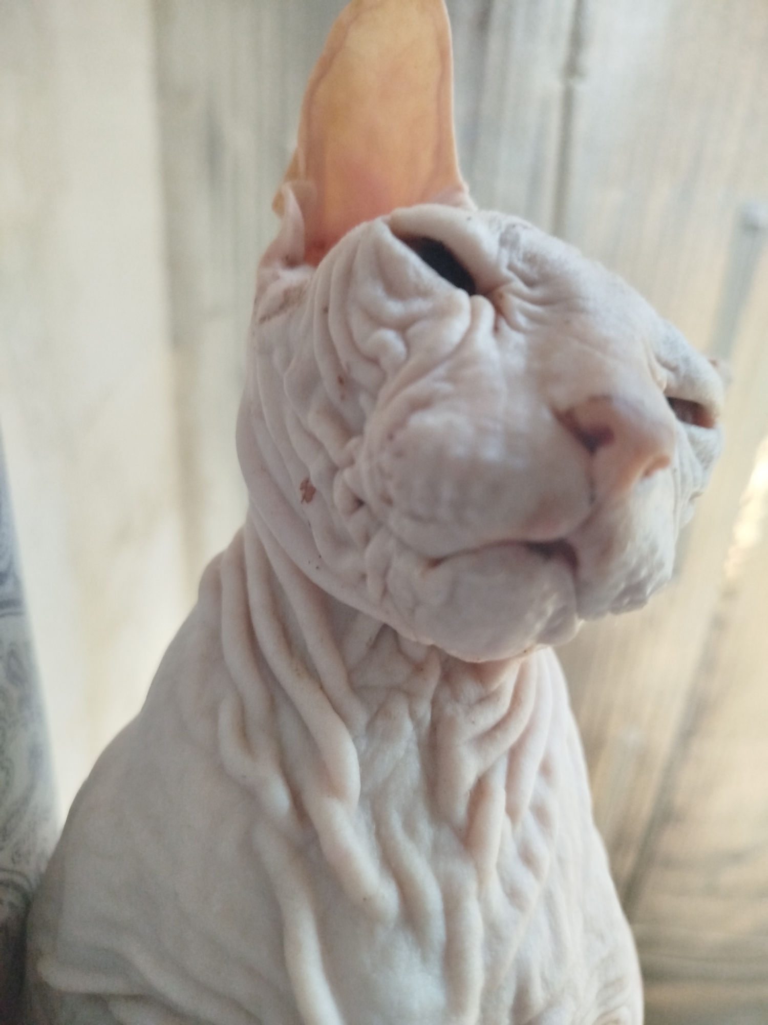 This is a close-up, eye-level, medium shot photograph of a Sphynx cat. The cat is facing right, with its head and upper body filling most of the frame. The cat's skin is wrinkled and appears light pinkish-white. Its ears are large and prominent, and its eyes are partially closed. The background is out of focus, showing vertical light-colored blinds or curtains. There are no people, vehicles, or buildings visible. The scene depicts the cat indoors. The location is specified as Zavodoukovsk, Russia.