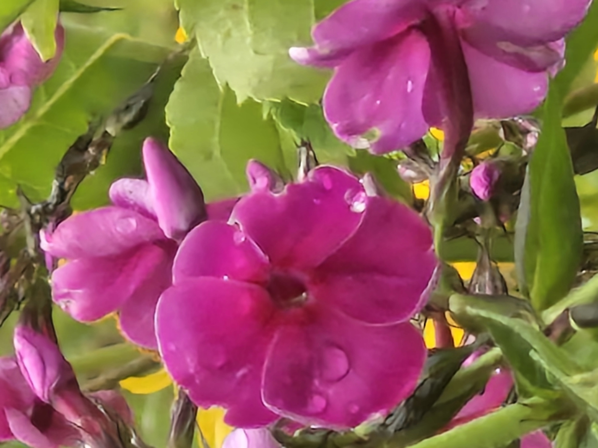 A close-up, slightly blurry photograph shows several vibrant pink flowers with water droplets on their petals. The flowers are in various stages of bloom, with some fully open and others appearing as buds. The background is a soft blur of green leaves and hints of yellow. The scene appears to be outdoors, likely in a garden or natural setting, given the focus on flora. The image does not provide any specific visual cues that would allow for identification of its location within the city of Ķekava, Latvia. There are no people, animals, or man-made structures clearly visible.