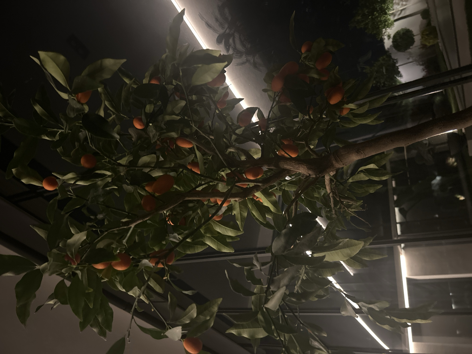 The image shows a tree with small orange fruits and green leaves, likely a citrus tree, growing indoors. The ceiling above is reflective and features linear lighting fixtures. Through the reflections, an exterior area with trees and possibly a building can be seen. The exact location in Plovdiv, Bulgaria, cannot be determined from the image alone, as there are no recognizable landmarks.