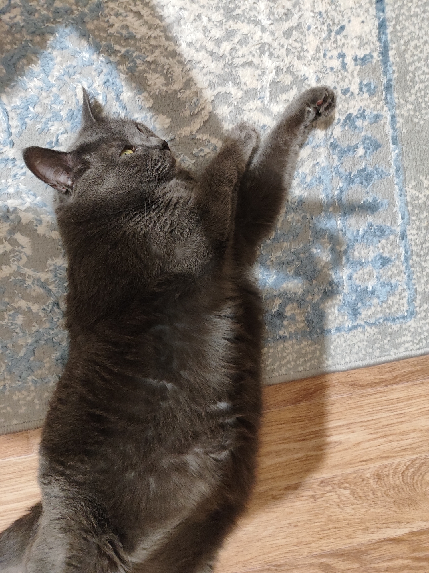 A gray cat lies on its back on a rug with a blue and white patterned design. The cat's front paws are extended upwards. The rug is on a wooden floor. Shadows are cast from above, suggesting indoor lighting. The scene is likely a residential interior. The image does not contain any information to determine its location in Pavlodar, Kazakhstan.