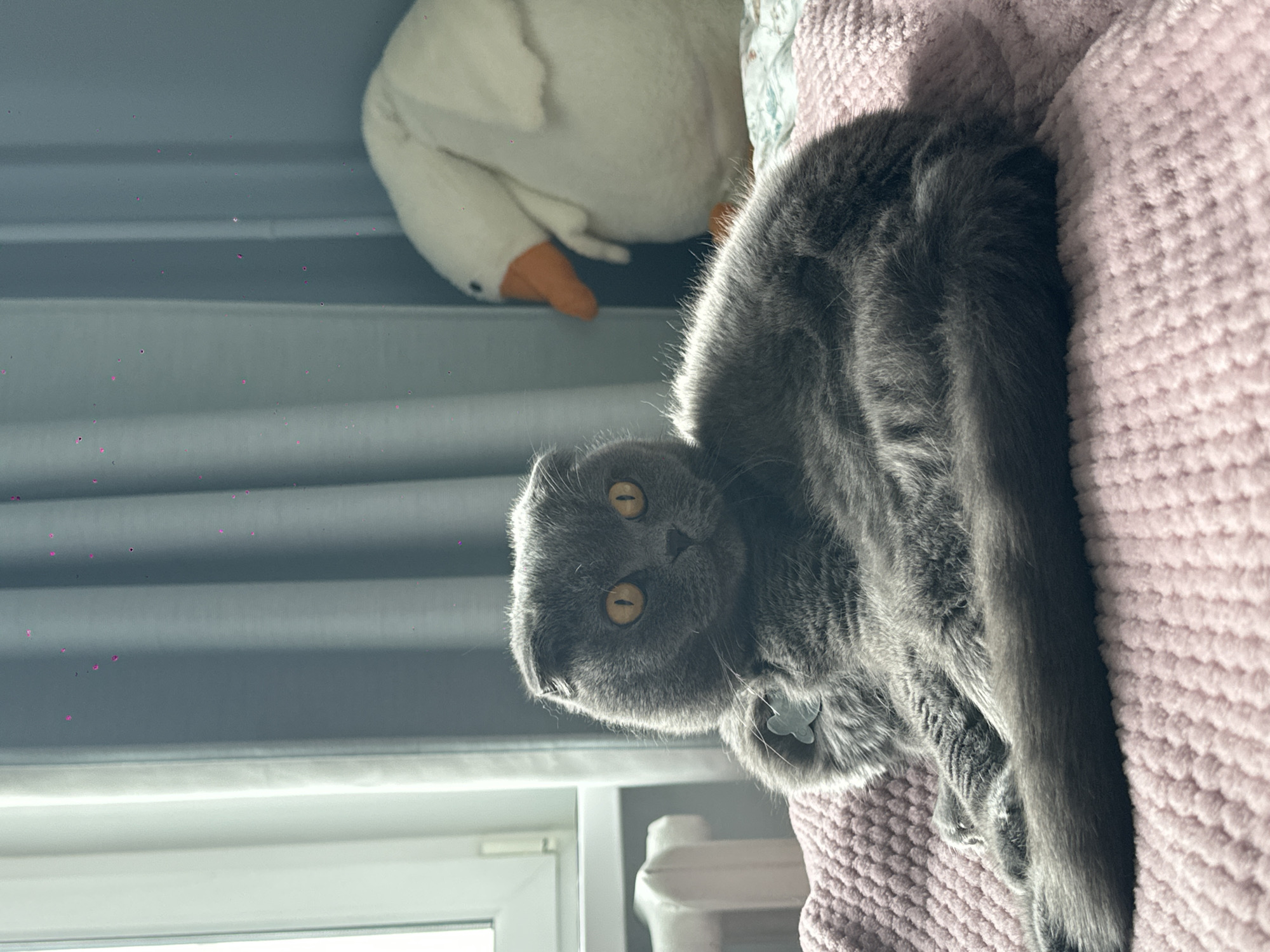 A gray Scottish Fold cat with amber eyes is centrally positioned, reclining on a textured, light pink blanket. The cat wears a light-colored, butterfly-shaped tag on its collar. To the left, a white window frame is visible, partially obscured by light blue drapes, with a white radiator positioned beneath the window. To the right and behind the cat, a large white plush toy resembling a goose with an orange beak rests on a patterned bedsheet. The scene is illuminated by natural light entering from the window, and small pink particulate highlights are scattered in the upper portion of the image, particularly on the drapes. The setting is an indoor residential room in Chaikovsky, Russia.