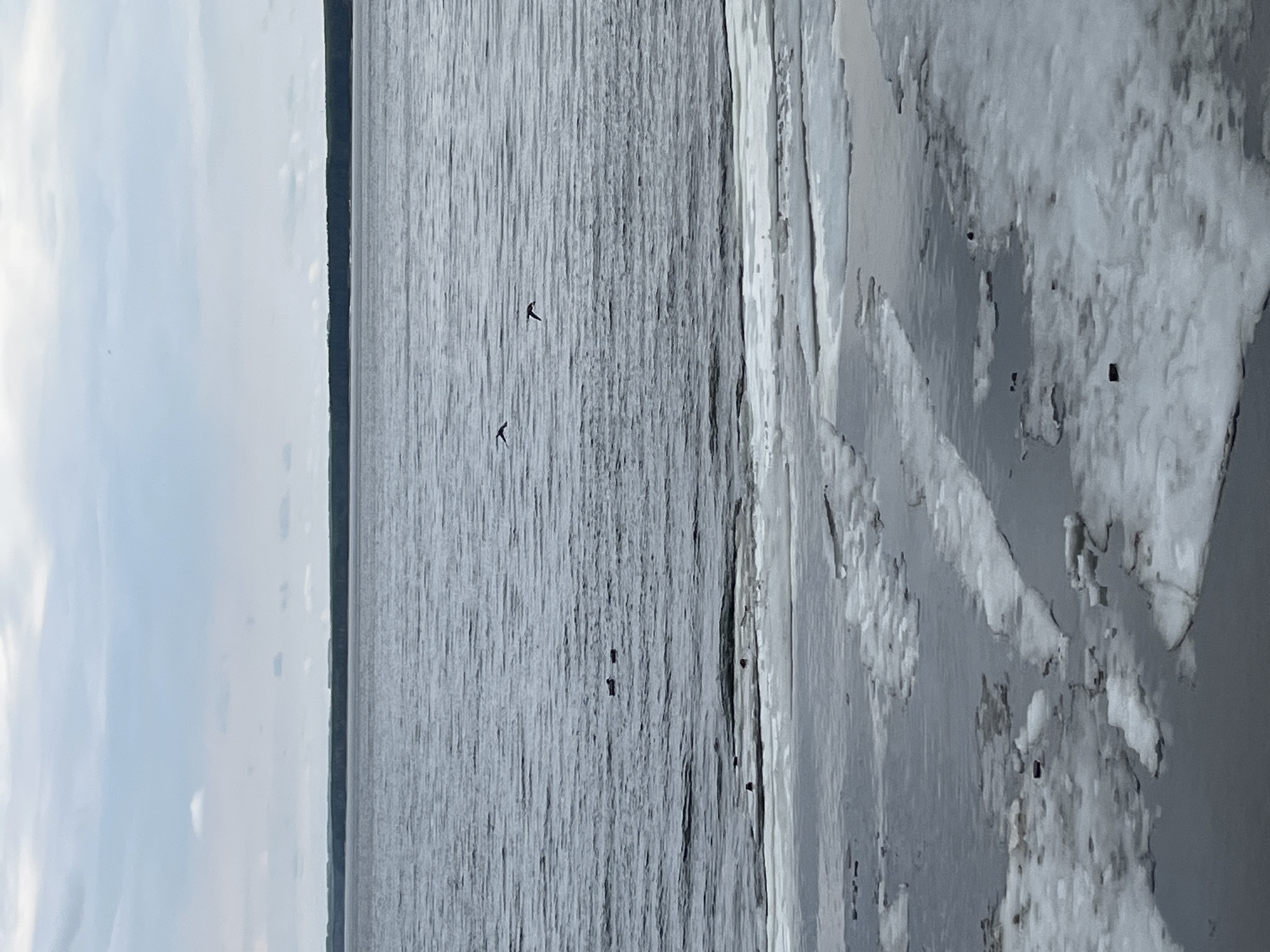 The image shows a body of water, likely the Kama River, in Chaikovsky, Russia. The sky is overcast. Two birds are visible flying over the water. The edge of the river is covered in snow and ice.