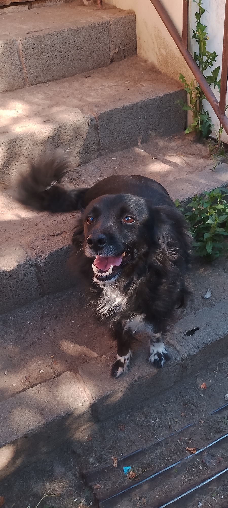 A black dog with white markings on its paws and chest is lying on concrete steps outdoors. The dog's mouth is open, and its tongue is visible. Green plants are growing near the steps, and a metal railing is present. The scene appears to be in a residential area in Belgorod, Russia, based on context.