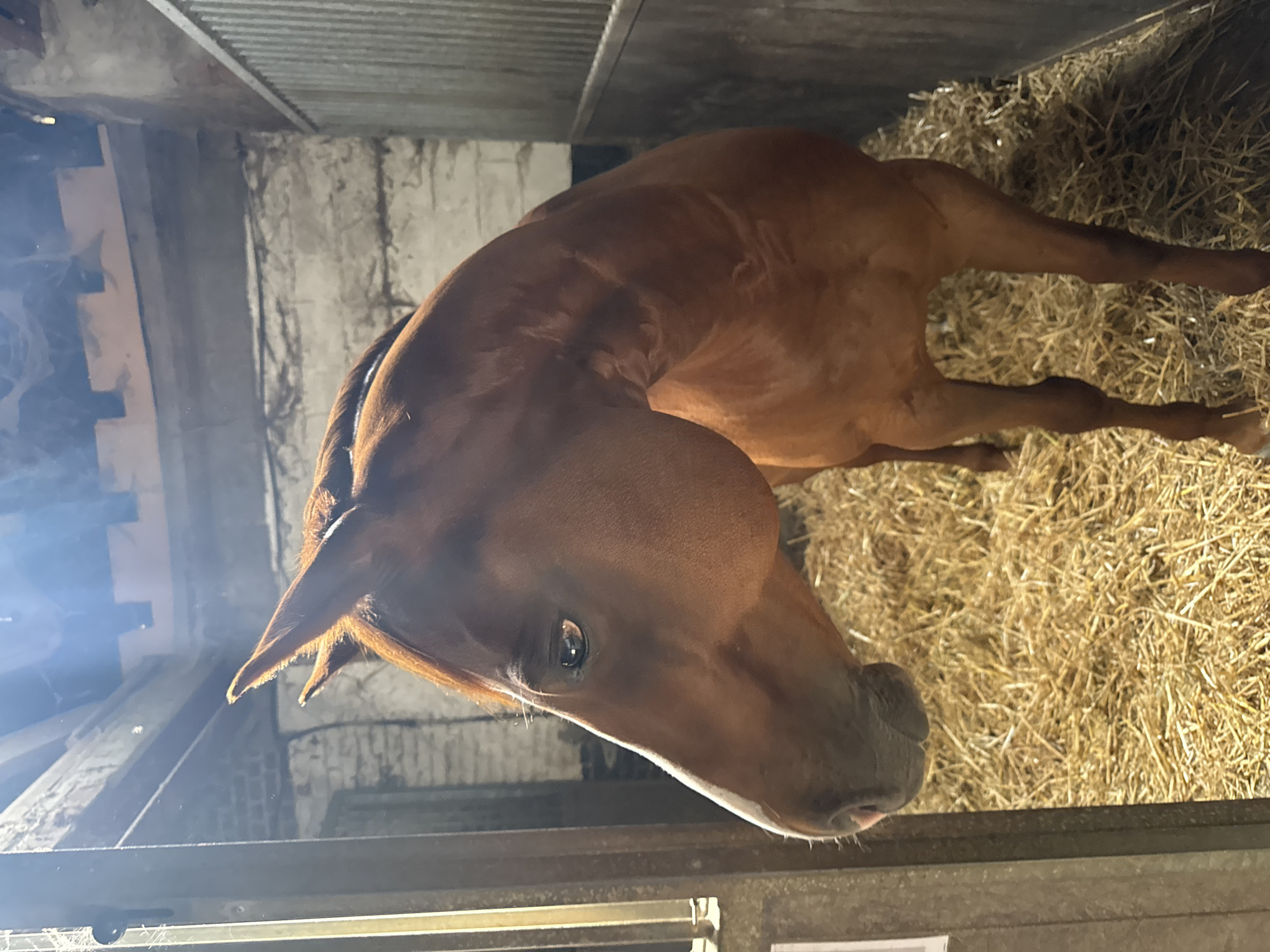 A brown horse stands in a stable filled with hay, facing left and looking towards the camera. The stable appears to be constructed of brick and wood, with a corrugated metal panel on the right side. Sunlight streams in from the top, illuminating dust motes in the air. The horse's head is prominently featured in the foreground, with its eye visible. The background shows the rough texture of the stable walls. The image was taken in Estaimpuis, Belgium.
