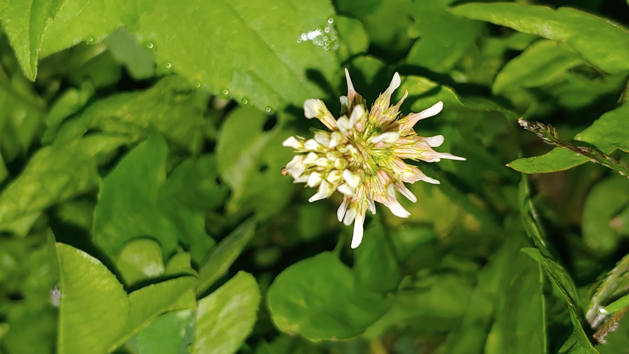 A close-up, eye-level shot focuses on a small, white clover flower with hints of pink and green. The flower is positioned in the center of the frame, surrounded by lush, green leaves. Some of the leaves have small, dew-like droplets on their surface. A tiny insect, possibly an ant, is visible on top of the flower. The background is composed of more green foliage, creating a soft bokeh effect. The image appears to be taken outdoors, likely in a natural setting such as a garden or park. There is no discernible indication of the city of Mukachevo, Ukraine, within the image itself.