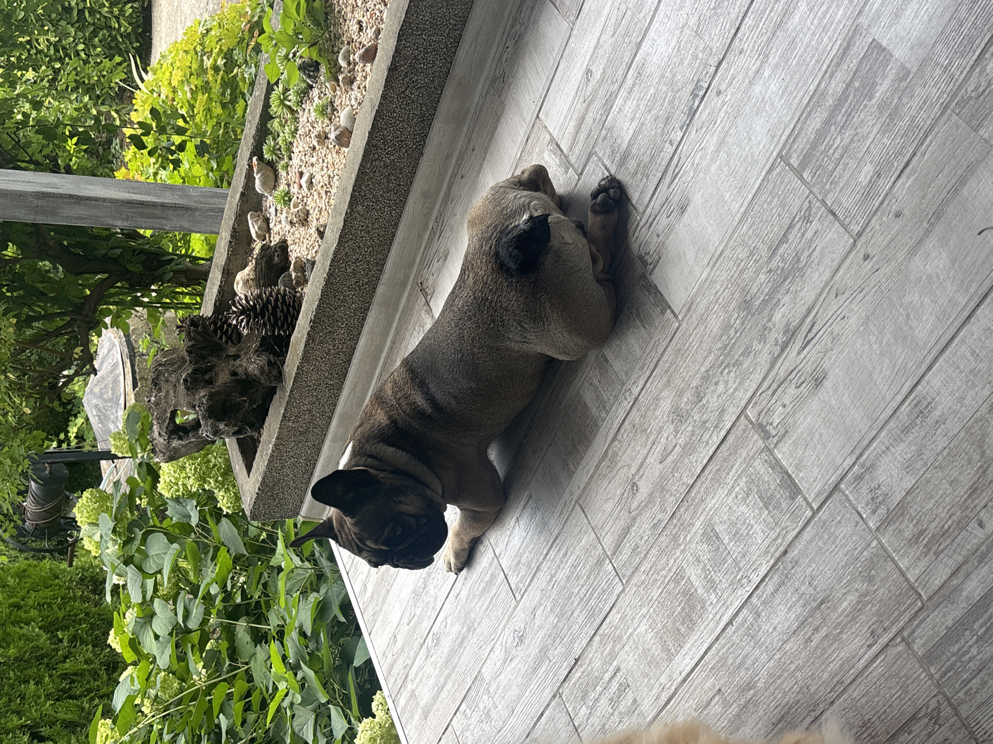 A French bulldog is lying on a grey tiled patio in a garden. The dog is facing to the left, with its head turned to look towards the viewer. Behind the dog is a raised planter filled with rocks, succulents, and pinecones. In the background, there is lush green foliage, including hydrangeas and a tall conifer tree. A rustic water feature with a pulley mechanism is visible in the upper left corner. The scene appears to be in a residential garden.