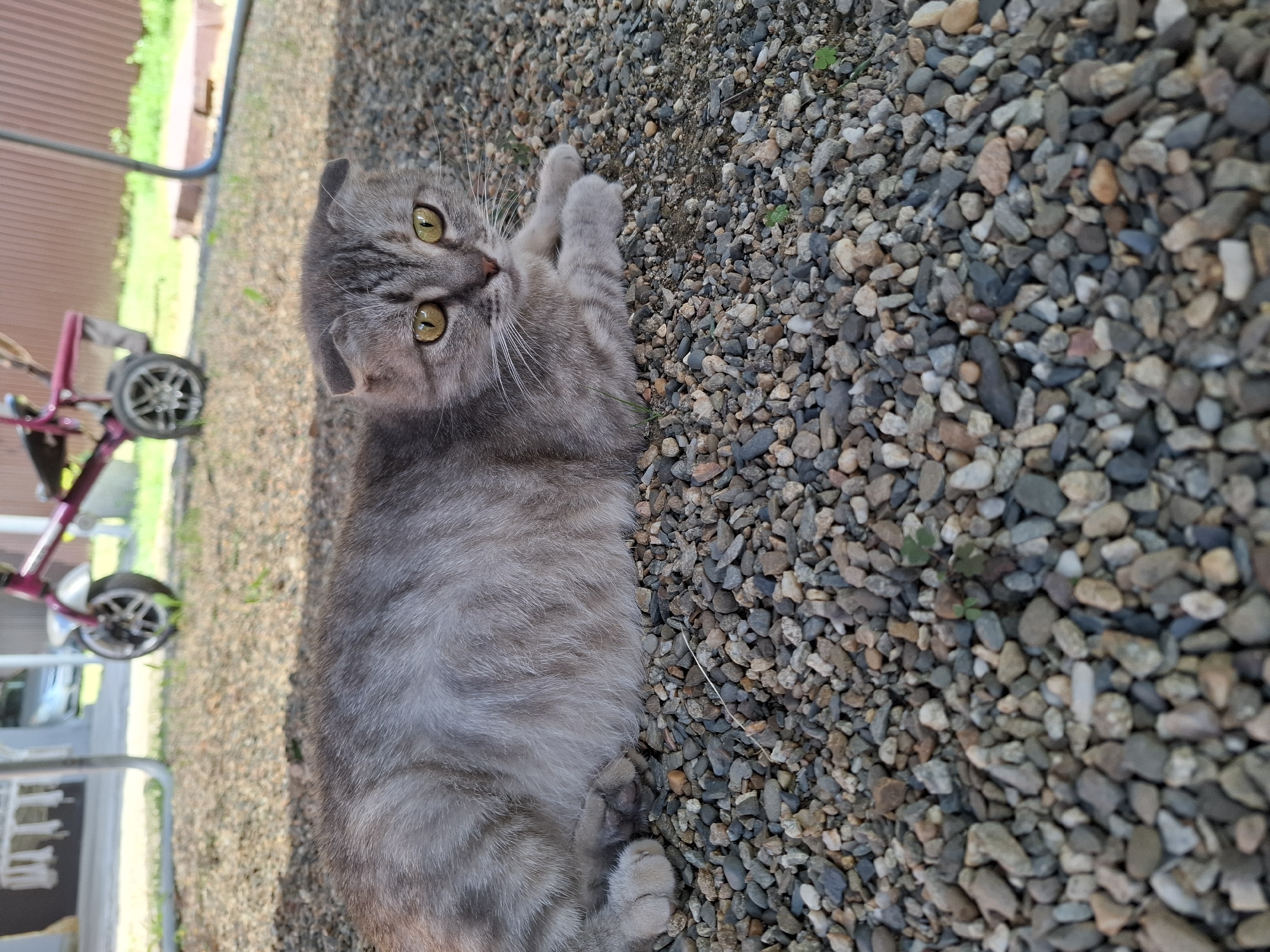 A gray Scottish Fold cat with yellow eyes lies on a gravel surface. The cat is mostly gray with darker tabby markings. Its ears are folded down, characteristic of the breed. The cat is lying on its back with its paws in the air, appearing relaxed and playful. The background consists of a mixture of gray, brown, and tan pebbles. To the left of the cat, out of focus, are elements of a backyard scene, including what appears to be a pink bicycle with silver wheels and some green foliage. A brown fence is also visible. The lighting suggests it is daytime, possibly late afternoon. The overall impression is one of a domestic cat enjoying a moment of leisure outdoors.
