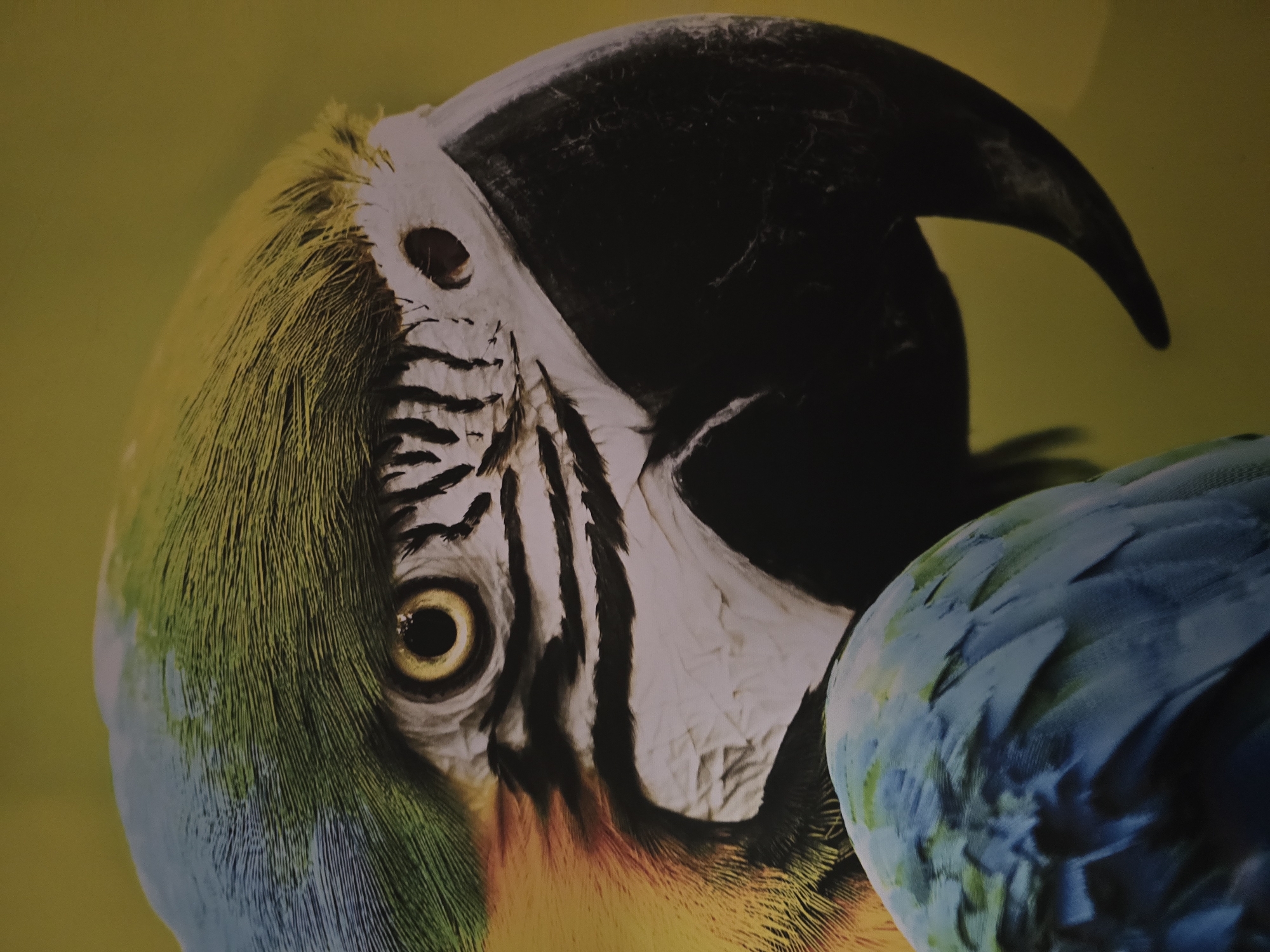 The image shows a close-up of a parrot's head. The parrot has yellow and blue feathers on its head. The eye is yellow and surrounded by white and black feathers. The beak is black and curved. A mass of blue feathers are present in the lower right portion of the frame. The background is yellow. No location or subjects are identifiable outside of the parrot in frame.