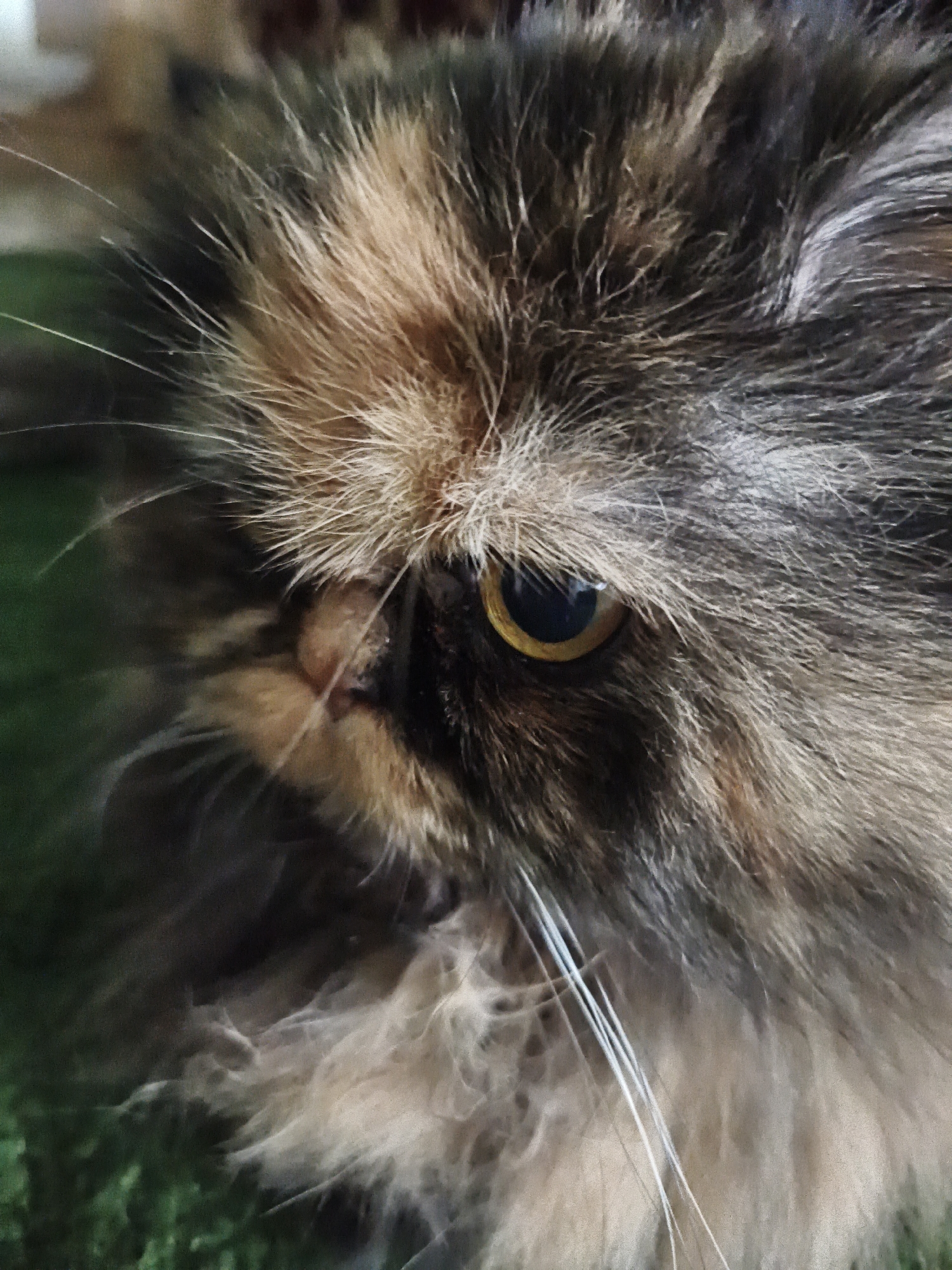 A close-up, eye-level, medium shot captures the profile of a long-haired tabby cat's face. The cat's fur is a mix of black, brown, and orange, with distinct patches of color. Its visible eye is a striking amber hue, with a dark pupil. The cat's whiskers, long and white, are clearly visible. The background is softly blurred, showing a hint of green, possibly artificial turf, and out-of-focus shapes in shades of brown and white, suggesting an indoor setting. The image focuses on the cat's facial features, highlighting its textured fur and intense gaze.