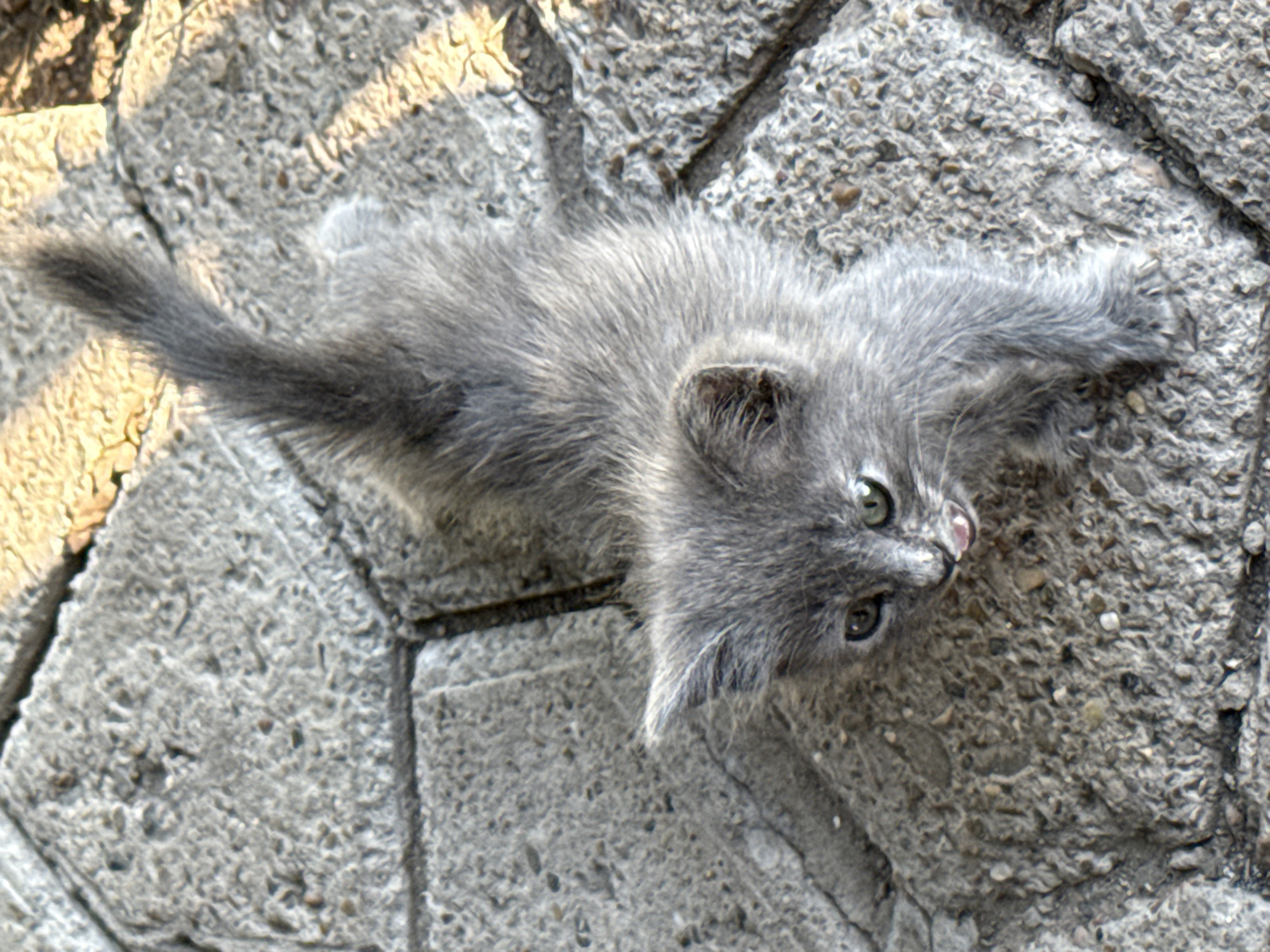 A fluffy gray kitten with green eyes is pictured from a high-angle view, standing on a textured gray stone pathway in Aksay, Kazakhstan. The kitten's mouth is slightly open, with its pink tongue visible. Sunlight casts shadows across the pathway, highlighting the rough texture of the stones. The background consists of more of the stone pathway and some yellowish material.