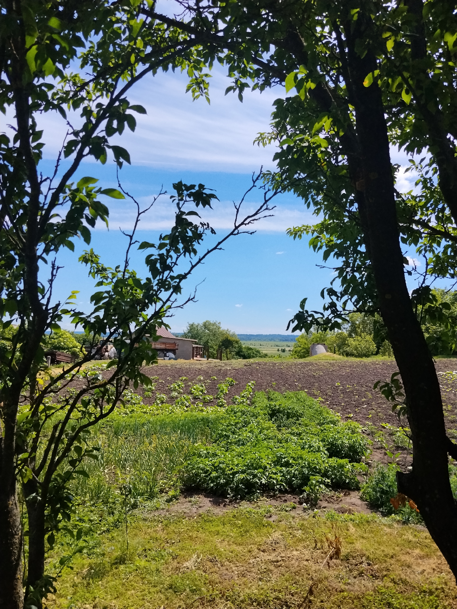 This image depicts a rural landscape in Ustyvytsia, Ukraine, on a sunny day with a clear blue sky dotted with wispy white clouds. The foreground is framed by the branches and leaves of two trees, creating a natural border. Beyond the trees, a tilled field is visible, with rows of young green plants growing in one section. A small building with a brown roof and wooden siding, possibly a house or shed, is situated in the middle ground. Further in the distance, rolling hills covered in vegetation stretch towards the horizon. The overall scene conveys a sense of agricultural life and natural beauty.