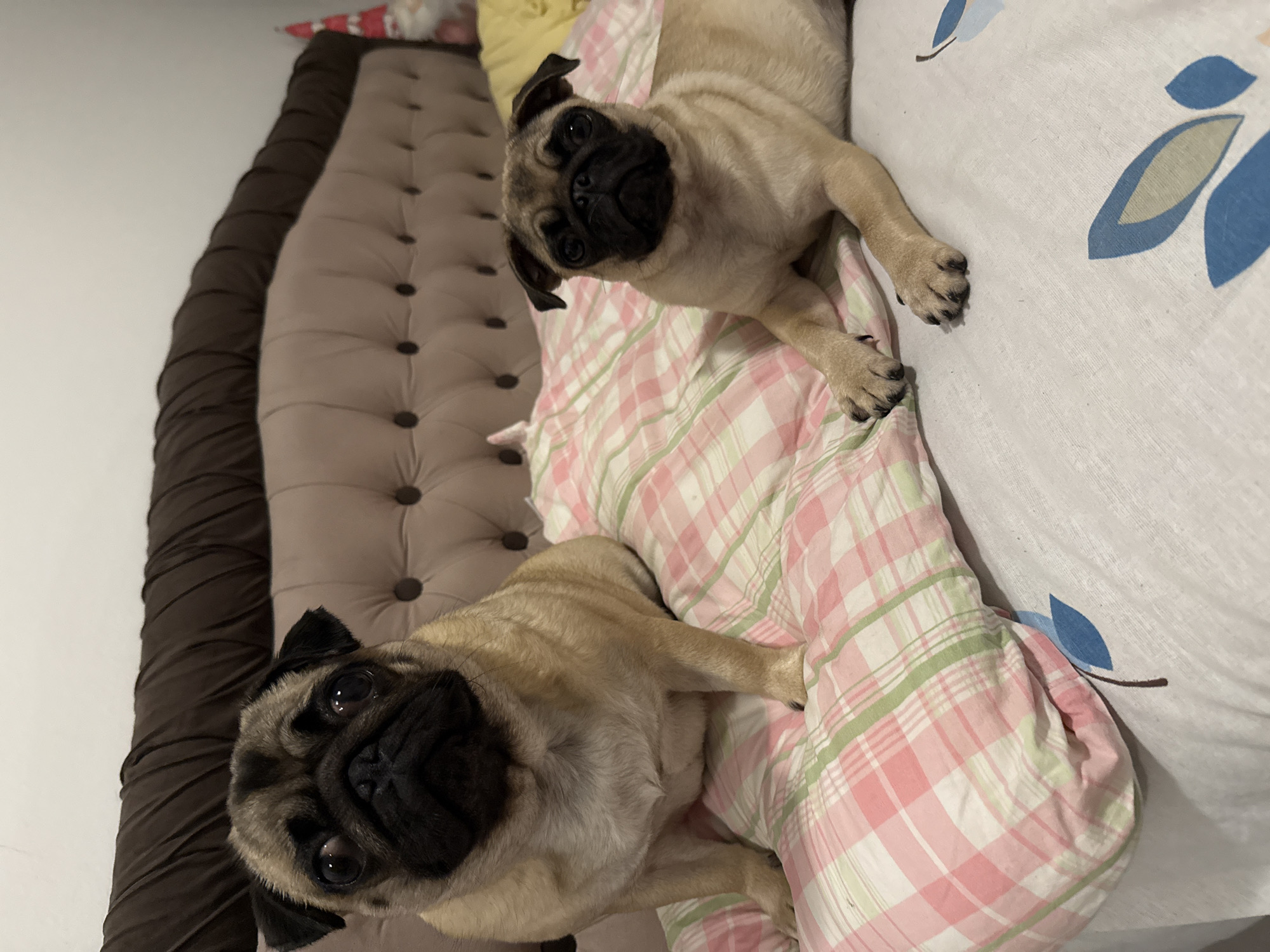 Two pug dogs are lying on a bed. The dog on the left is sitting up, facing the camera, with its front paws on a pink and green plaid pillow. The dog on the right is lying down, also facing the camera, with its front paws extended. The bed has a tufted headboard and is covered with a white sheet with a blue floral pattern and a pink and green plaid pillow. A blurred Christmas decoration is visible in the background.