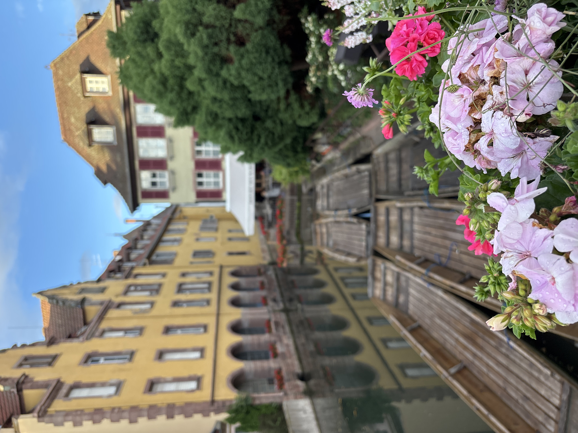 The image captures a picturesque canal scene in the Petite Venise district of Colmar, France. In the foreground, a cluster of pink and magenta geraniums, some still bearing water droplets, is in sharp focus. Behind the flowers, several long, narrow wooden boats are docked in the dark water of the canal. The canal is lined by traditional Alsatian houses with yellow facades, steep red-tiled roofs, and dark arched windows. Some of the houses feature window boxes overflowing with red flowers. Across the canal, a larger building with a prominent red-shuttered window and a large, lush green tree are visible. The sky above is a soft blue with scattered white clouds. The reflection of the buildings and the boats is clearly visible in the calm water of the canal, adding depth and symmetry to the scene. There are no people visible in the image.