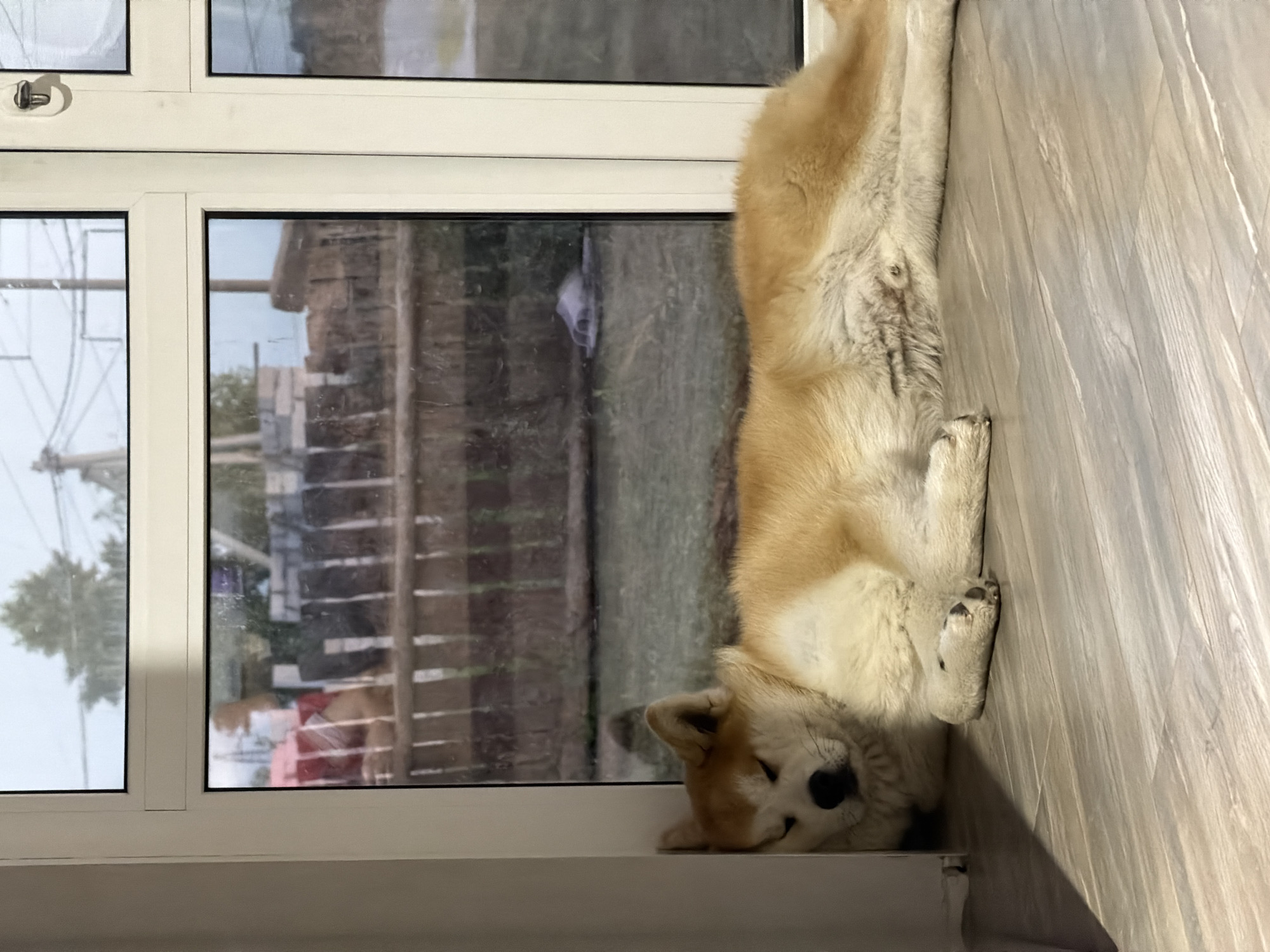 A large, light-brown Akita dog is sleeping peacefully on a light-colored wooden floor in front of a window. The dog is curled up, with its head resting against the window frame on the left side of the image. Its eyes are closed, and its body is stretched out towards the right. The window behind the dog offers a view of a fenced yard with some greenery and what appears to be construction materials, possibly bricks and wood. A pair of grey slippers is visible lying on the grass in the yard. The scene suggests a quiet, domestic setting, possibly a home in the city of Chaikovsky, Russia, where the dog is enjoying a nap indoors with a view of the outdoors. The lighting indicates it is daytime, with sunlight casting shadows on the floor.