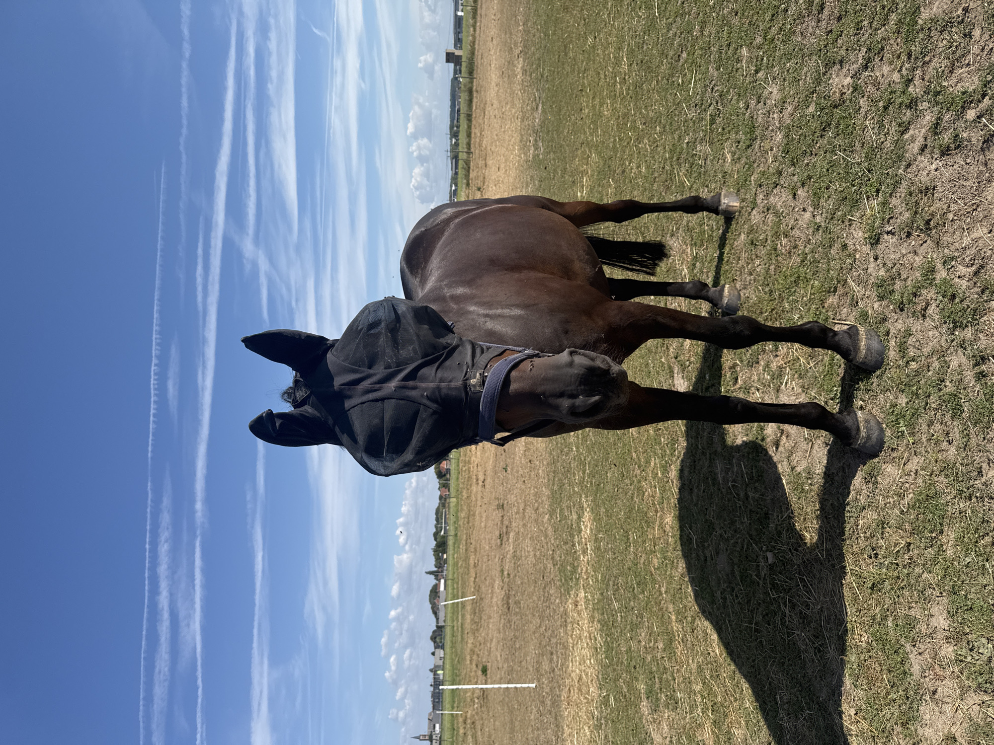 A dark brown horse stands in a grassy field under a bright blue sky with scattered white clouds. The horse is wearing a black fly mask that covers its eyes and ears. In the background, there is a rural landscape with buildings, a church spire, and fences. The ground is a mix of dry grass and green patches. The sun casts a distinct shadow of the horse on the ground to its left. The location is identified as Estaimpuis, Belgium.