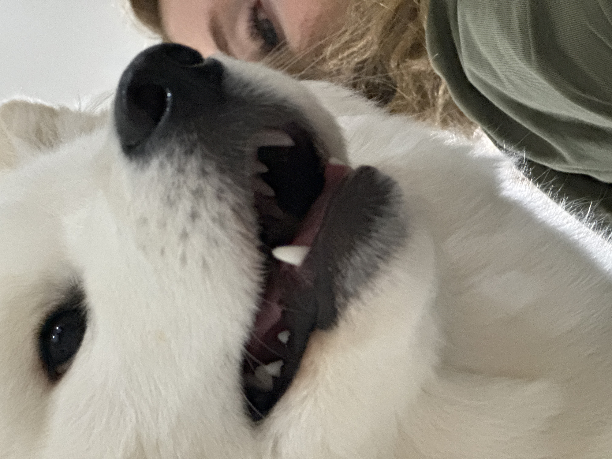 A close-up, tilted, and low-angle shot features a fluffy white dog with a human companion, likely indoors in Chaikovsky, Russia. The dog's head occupies most of the frame, looking upwards. Its prominent features include a black nose, a dark eye on the left side of the image, and a wide-open mouth revealing white canine and incisor teeth, and a glimpse of its pink tongue. The fur around its muzzle has subtle greyish tones, contrasting with the otherwise bright white coat. The dog's posture suggests an active moment, possibly playing, panting, or vocalizing playfully.
Behind and above the dog, a human's face is partially visible. This person has light brown or blonde curly hair and appears to be looking down at the dog. A green, folded garment, possibly a t-shirt or sweatshirt, is visible on the human's upper body. The lighting suggests an indoor setting, with some highlights on the dog's fur indicating natural light or a bright artificial source. No visible text is present in the image. The general impression is one of affectionate interaction between the dog and its owner.