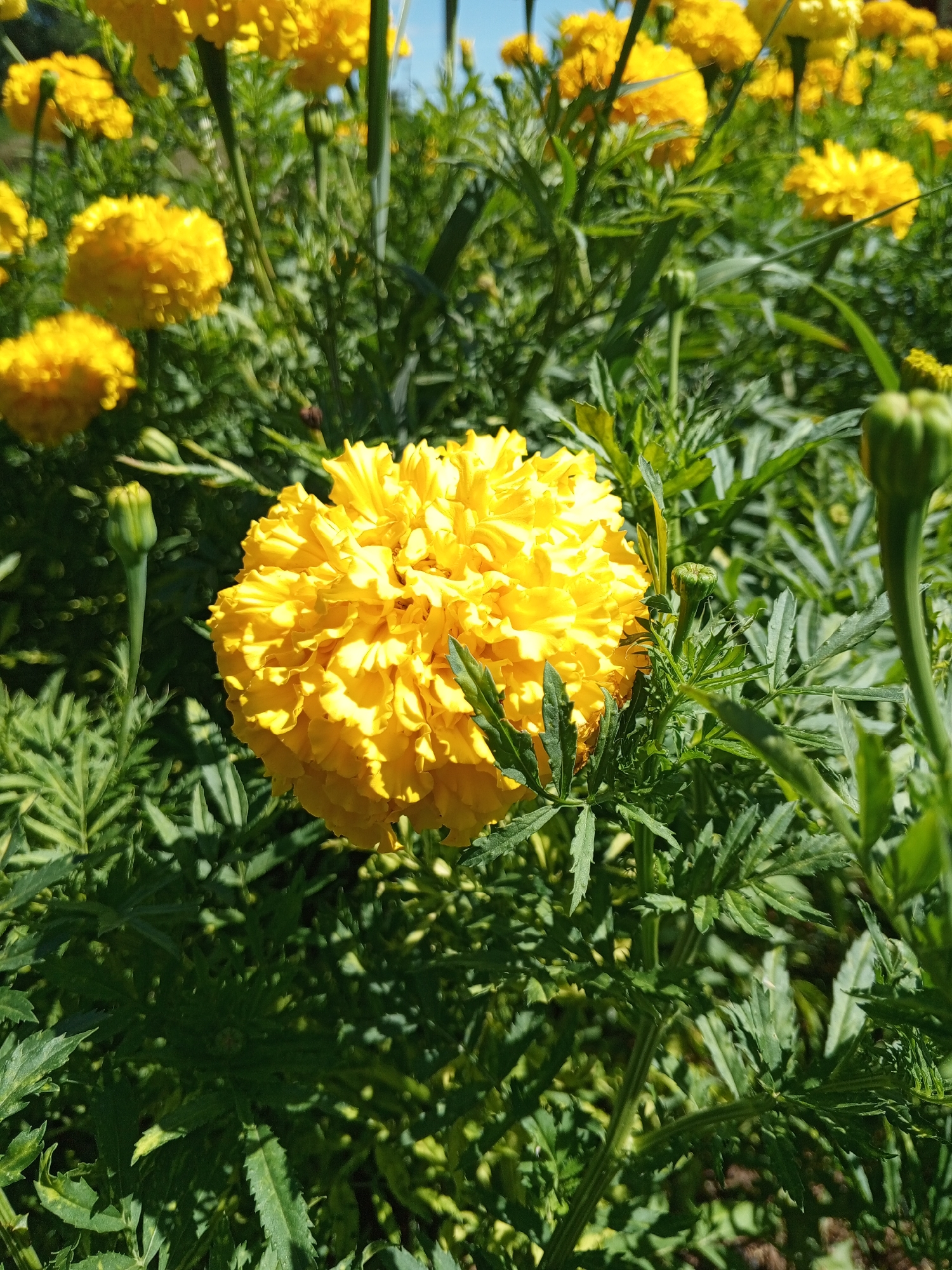 In Savrukha, Russia, a close-up shot focuses on a vibrant yellow marigold bloom, its densely packed petals catching the sunlight. The flower is positioned in the foreground, with its textured surface and bright hue dominating the frame. Surrounding the marigold are numerous other yellow blooms and lush green foliage, creating a rich, natural setting. The background is softly blurred, emphasizing the sharp detail of the central flower. Several green marigold buds are also visible, some tightly closed and others beginning to unfurl, hinting at continued growth and blooming. The scene is illuminated by bright sunlight, casting dappled shadows and highlighting the intricate details of the petals and leaves. The overall impression is one of a flourishing garden on a clear day.