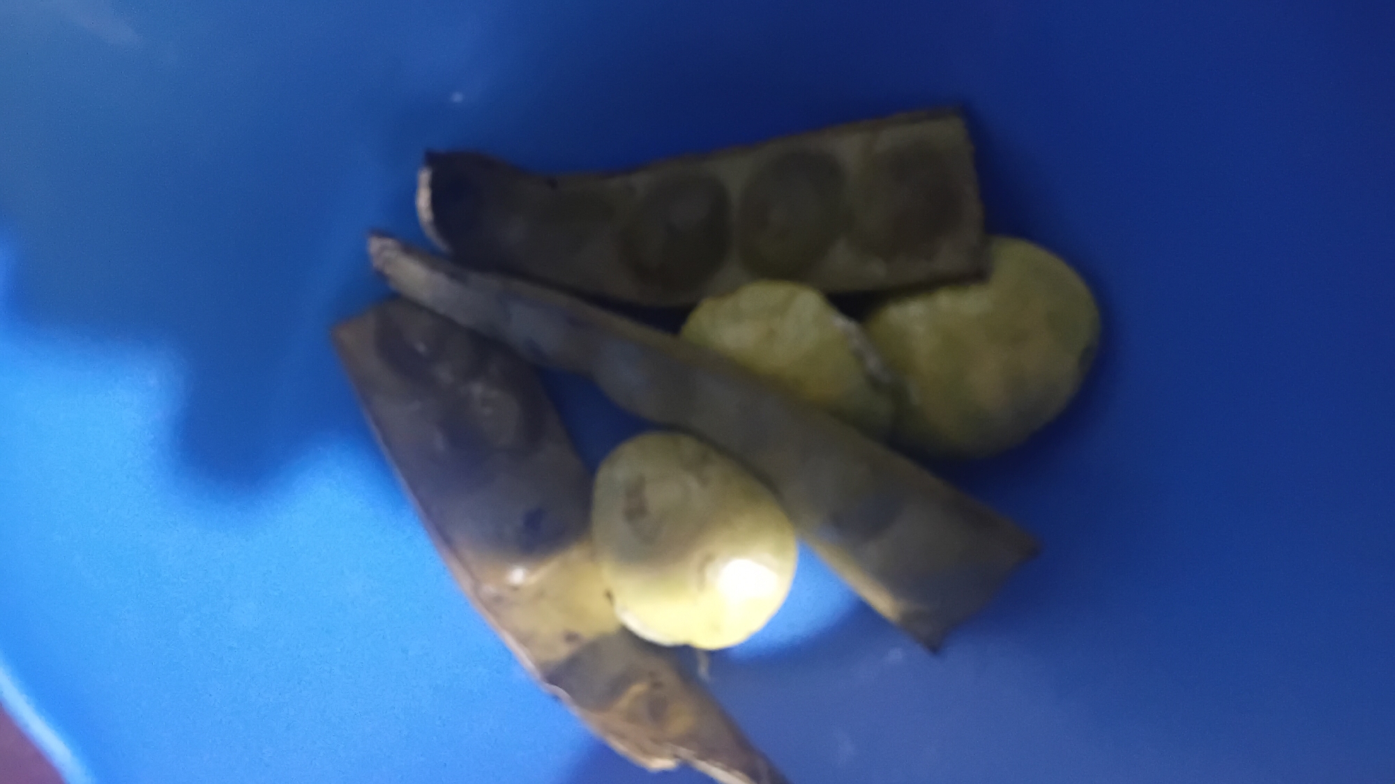 In the city of Prabumulih, Indonesia, a close-up, out-of-focus shot reveals several pods and round, light-colored objects on a blue surface. The pods appear to be elongated and have a slightly wrinkled texture, with some showing circular imprints within. The round objects are a pale yellow-green and smooth, with one in the center exhibiting a bright highlight, suggesting it is reflecting light. The composition is casual, with the objects loosely arranged on the blue background.