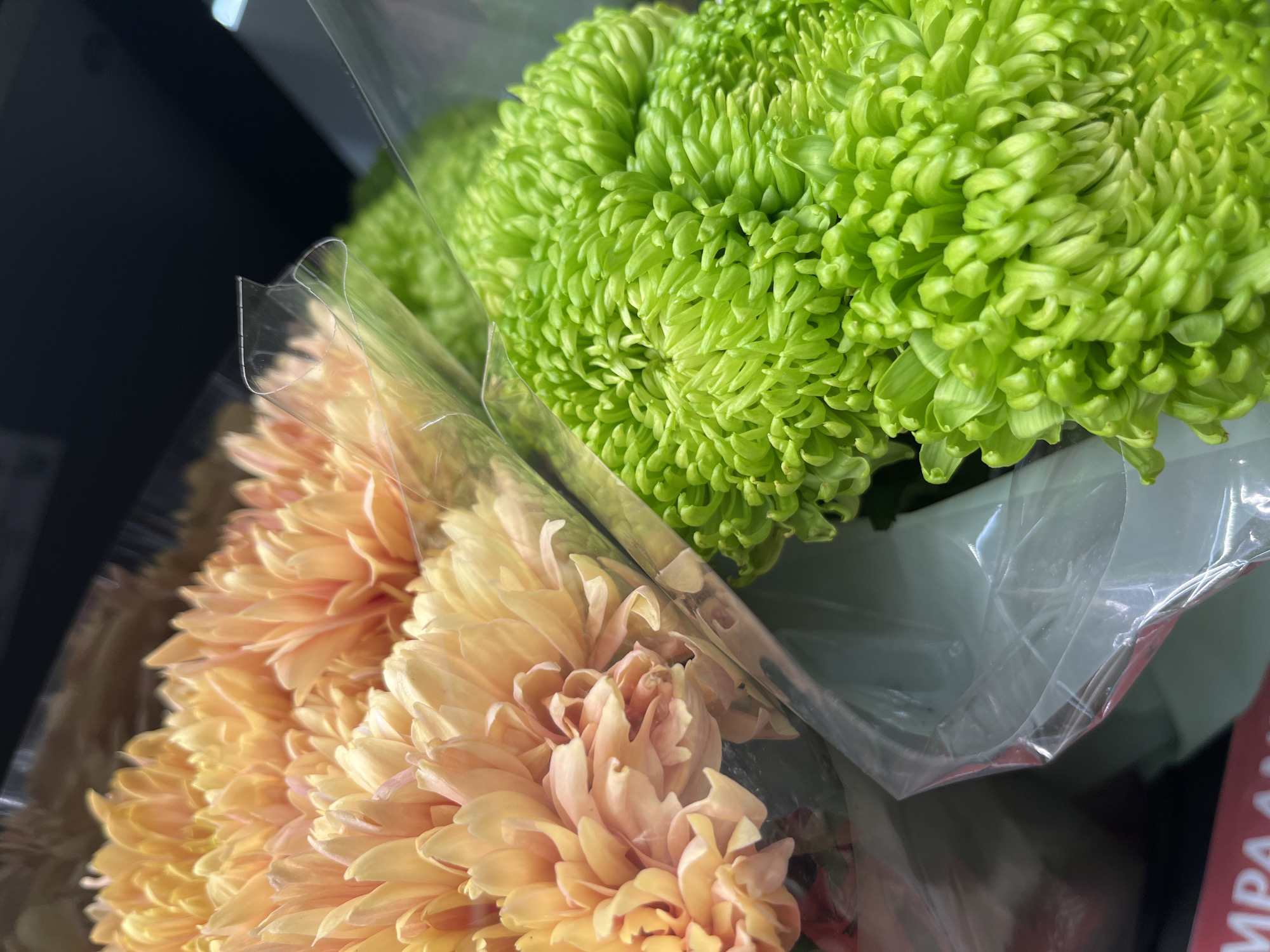 This is a close-up, eye-level shot of two bouquets of flowers wrapped in clear plastic. The bouquet on the left contains pale orange flowers with many delicate petals. The bouquet on the right features vibrant, bright green flowers with tightly packed, spiky petals. The flowers are positioned diagonally across the frame, with the orange flowers in the upper left and the green flowers in the lower right. The background is dark and out of focus, suggesting an indoor setting, possibly a store or market. A portion of a red and white label is visible at the bottom left corner of the image. There are no people or discernible actions in the scene. This image was not taken in Kohtla-Järve linn, Estonia.