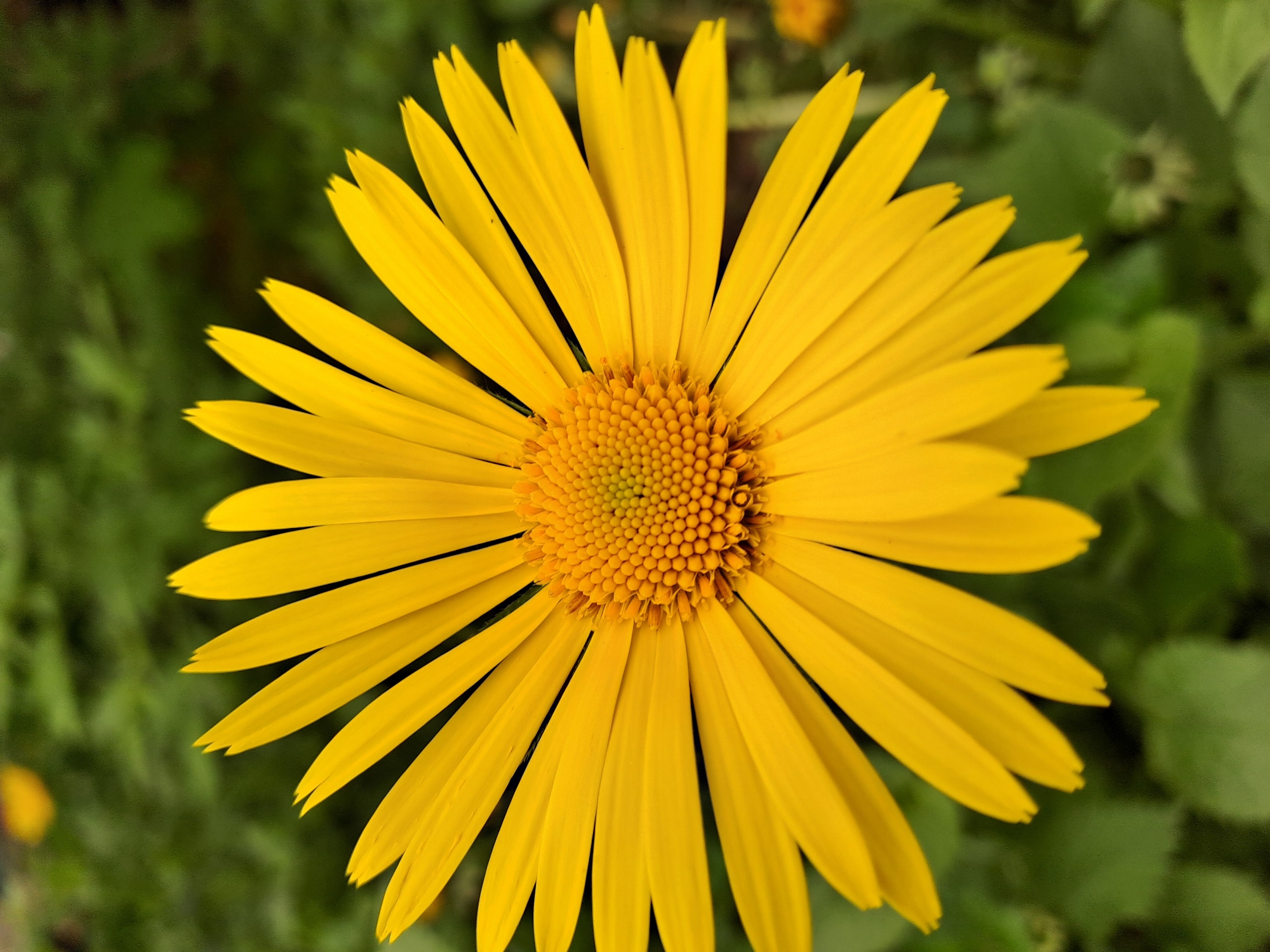 A close-up, top-down view reveals a vibrant yellow flower with numerous slender petals radiating from a central disc. The disc, a mix of orange and yellow hues, is densely packed with small, round structures. The petals are a uniform yellow, tapering to pointed tips. The background is a soft, muted green, indicating foliage. The image does not provide sufficient information to determine a specific location in Elektrostal, Russia, or any other details about people, subjects, objects, actions, or interactions beyond the flower and its immediate surroundings.