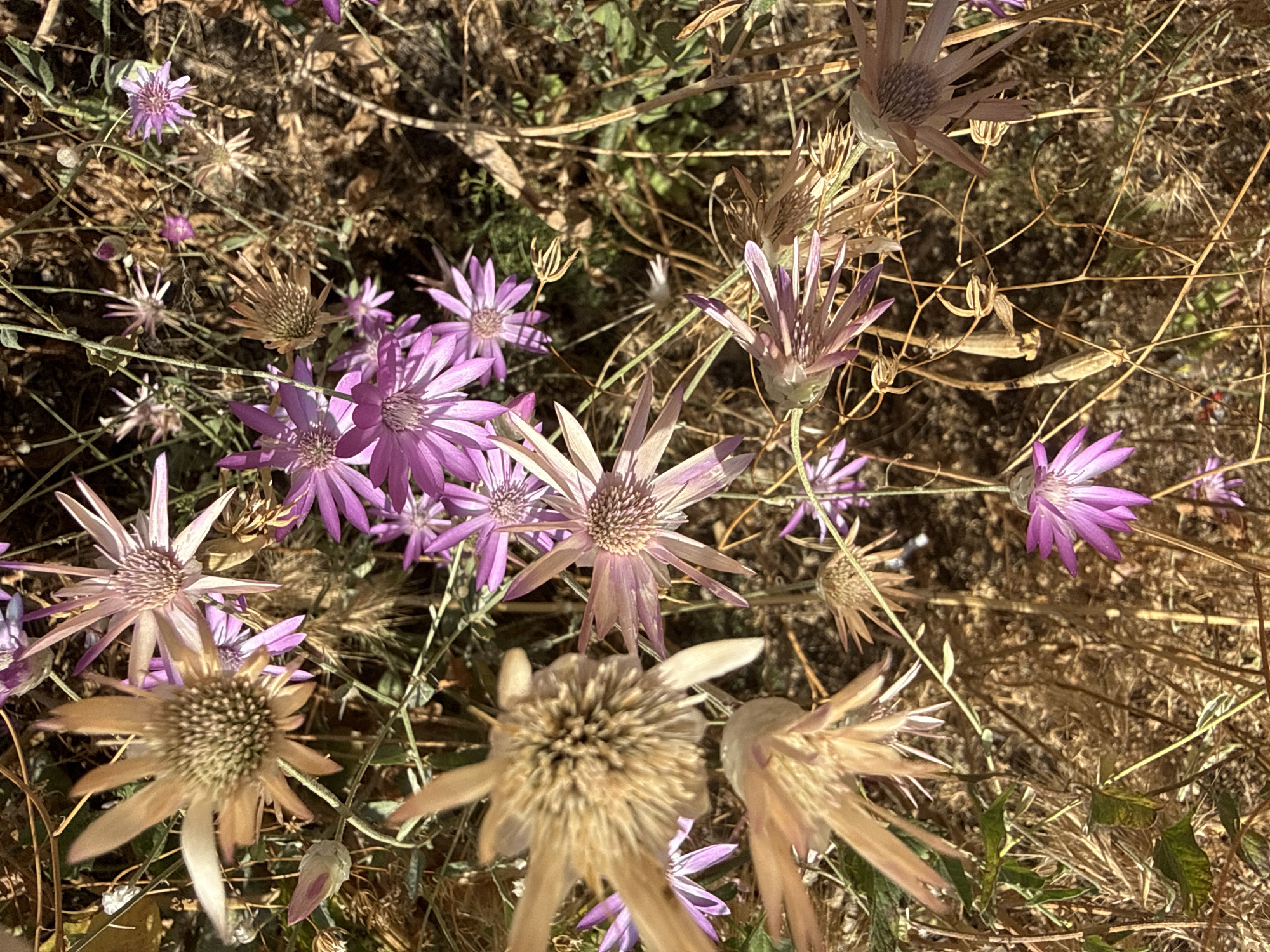 The image displays a close-up, overhead view of dried and fresh flowers, primarily in shades of purple and beige, interspersed with dry grass and green foliage. The flowers are star-shaped with delicate, pointed petals radiating from a central disc. Some flowers appear fully bloomed, while others are in various stages of drying or are seed heads. The background consists of dry earth, grass, and some blurred greenery, suggesting an outdoor, natural environment. The scene is lit by sunlight, casting shadows and highlighting the textures of the flowers and dried vegetation. There are no people visible in the image. The location is specified as the city of Goght, Armenia.