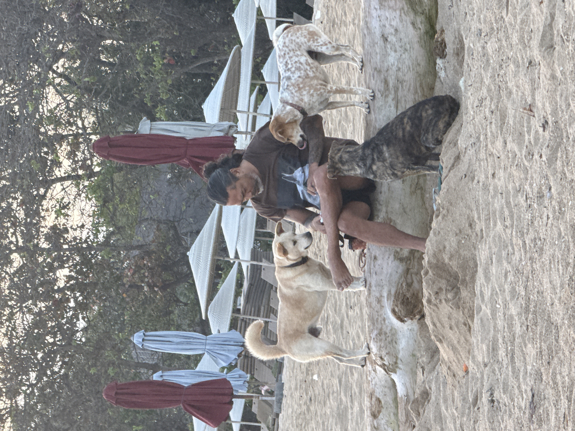A man with dark, long hair is sitting on a large piece of driftwood on a sandy beach, surrounded by three dogs. The man is wearing a brown t-shirt with a graphic print and dark shorts. He is interacting with a dog with white and brown spots, which is licking its lips. To the man's left, a light-colored dog stands looking towards him. In front of the man and to his right, a brindle-colored dog sits attentively. The beach has several closed umbrellas and lounge chairs in the background, suggesting a resort or public beach area. The environment appears to be a coastal setting with trees and vegetation visible behind the beach umbrellas. The scene likely takes place in Denpasar, Indonesia, given the context provided.