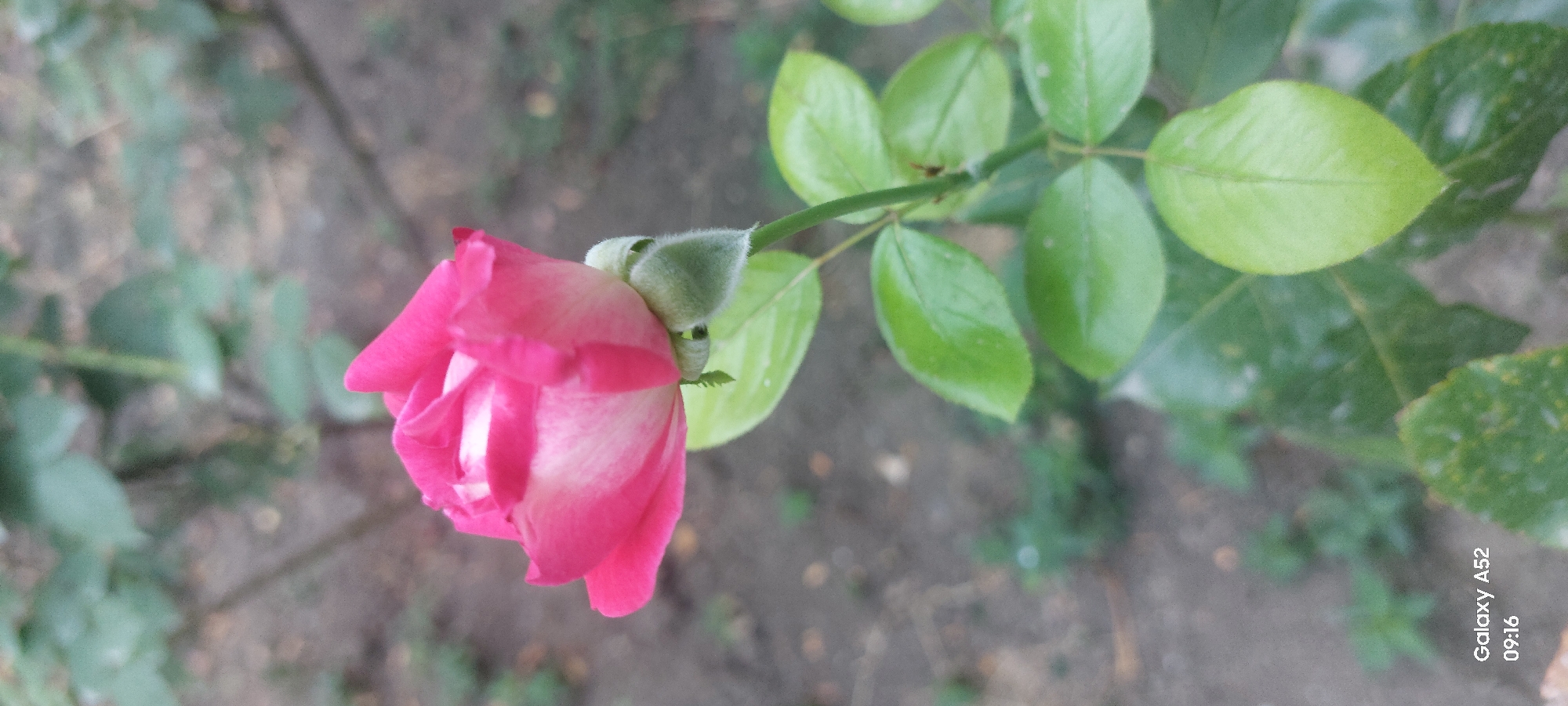 A close-up, vertical shot captures a single, partially bloomed pink rose in the foreground. The rose, with its delicate pink petals transitioning to white at the center, is the primary subject. The bud of the rose is visible at the bottom, covered in fine, light green hairs. Several green leaves, some smooth and others with visible veins, surround the rose on its stem. The background is a soft blur of muted green foliage and dry, grayish-brown soil, suggesting an outdoor garden setting. The image includes a watermark in the bottom left corner that reads "Galaxy A52 09:16". The scene is devoid of any human presence or activity. The context of Ganja City, Azerbaijan, is not visually evident in the image itself, but the provided information indicates this is the location.