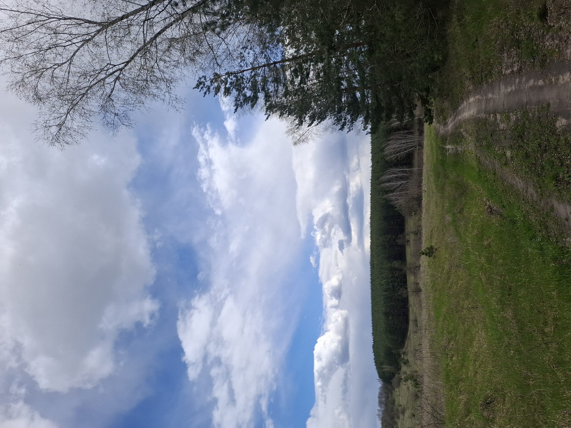 The image, when correctly oriented, presents a serene natural landscape under a vast, partly cloudy sky. The upper portion of the frame is dominated by a bright blue sky interspersed with large, fluffy white and grey clouds, suggesting dynamic weather. In the upper left corner, the intricate, bare branches of a deciduous tree extend into view, silhouetted against the sky.
The middle ground features a distinct line of dense evergreen trees, likely pines, forming a dark green forest edge that stretches across the horizon. Scattered among these evergreen trees, or in front of them, are a few lighter-colored deciduous trees with bare branches, indicating either early spring before leaf-out or late autumn.
The lower right section of the image shows an open field covered in a mix of vibrant green and dry, brownish grass. A winding dirt path or track is visible, traversing the grassy terrain and disappearing into the distance, following the curve of the land. No people, animals, or man-made structures (other than the path) are visible.
The scene depicts a peaceful, open rural setting, likely during the daytime under bright, cloudy conditions. The combination of bare deciduous branches and new green grass suggests early spring. The overall impression is one of natural beauty and tranquility, characteristic of a landscape near Елец-Маланино, Russia. There is no visible text.