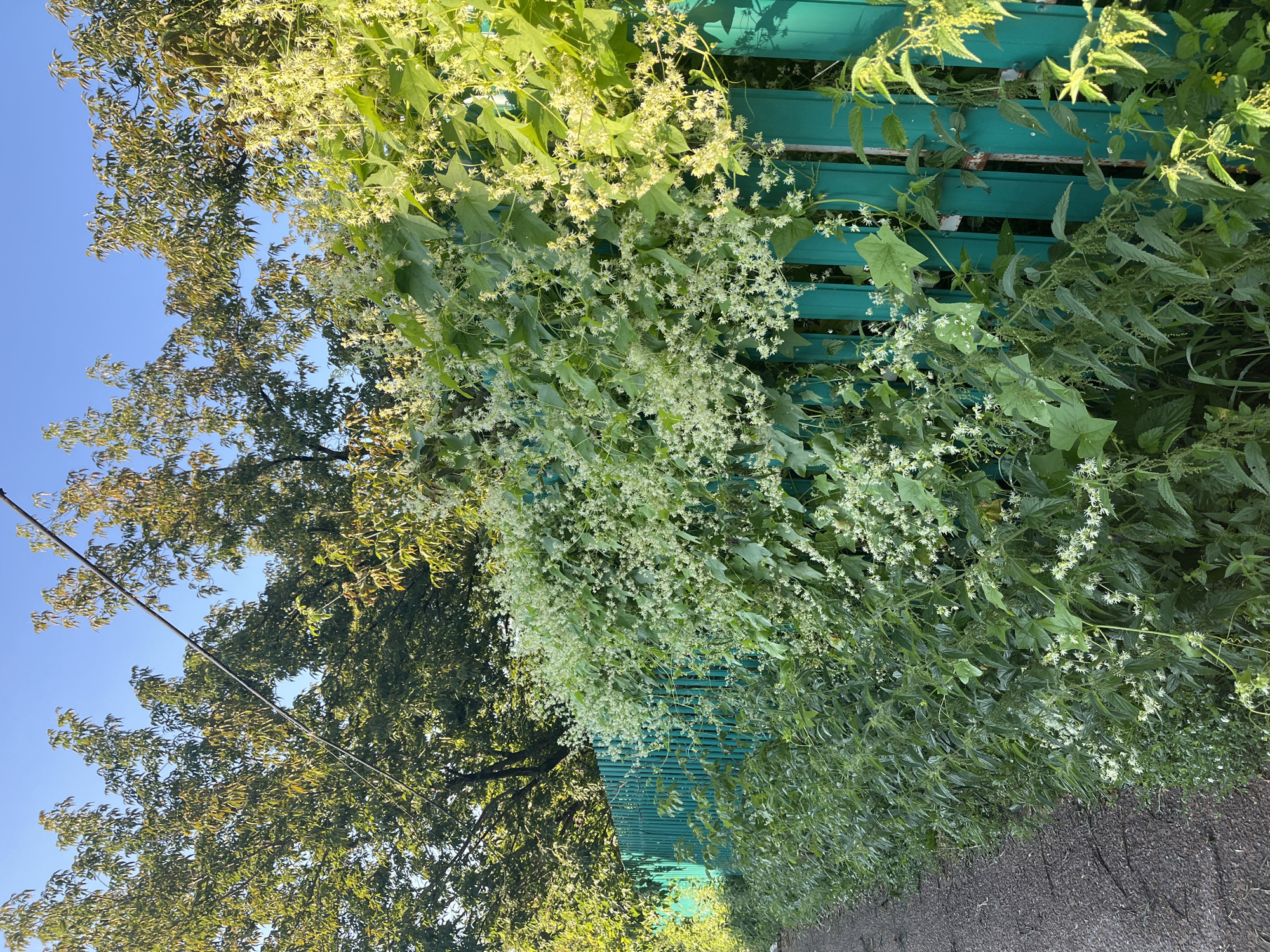 A bright green wooden fence runs along the edge of a gravel path. The fence is partially overgrown with lush green vegetation, including plants with small white flowers. Behind the fence, mature trees with green and yellowing leaves are visible against a clear blue sky. The scene appears to be a quiet, natural setting, possibly a backyard or park area. The lighting suggests it is daytime, with sunlight illuminating the foliage and casting shadows on the fence.