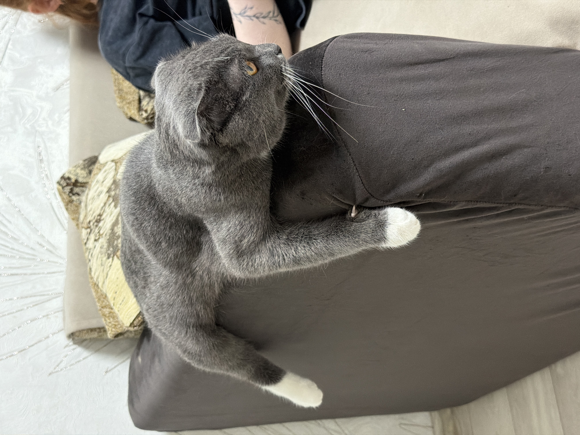 A gray cat with white paws is resting on a brown cushion. The cat's head is facing upwards, and its body is curled around the cushion. A person's arm is visible behind the cat, and a tattoo is visible on the arm. The background includes a white and gold patterned surface. The photo appears to have been taken indoors. There is no information available that would locate this image in the city of Chaikovsky, Russia.
