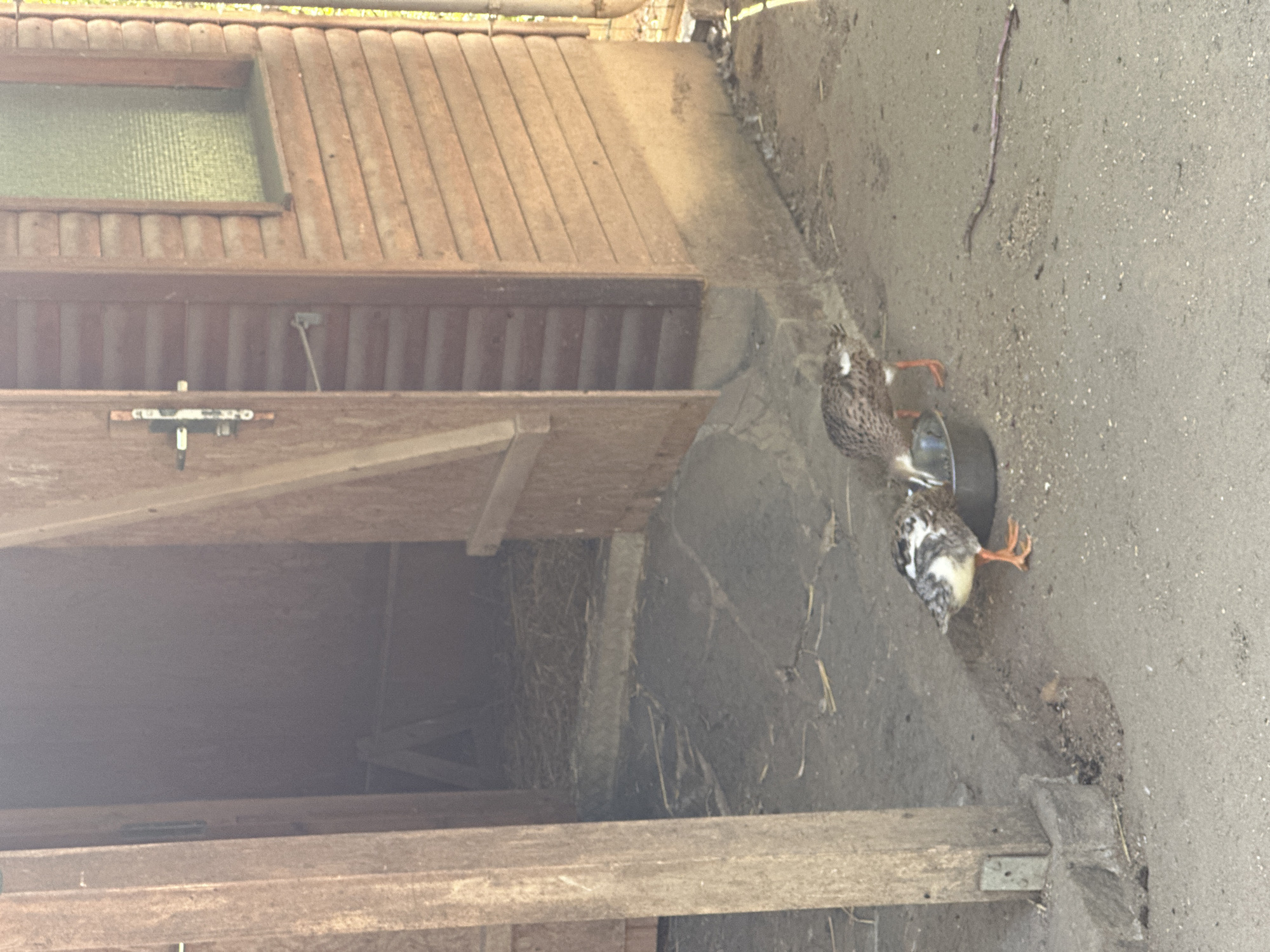 The image depicts two young birds with speckled brown and white plumage, standing near a metal bowl on a dirt ground. The birds have orange legs and are facing the bowl, with one bird appearing to drink from it. In the background, there is a wooden structure resembling a coop or shed with an open door. The environment appears to be outdoors, possibly a farm or zoo enclosure, given the presence of the birds and the rustic structure. The image does not provide any specific information about its location in Chemnitz, Germany.