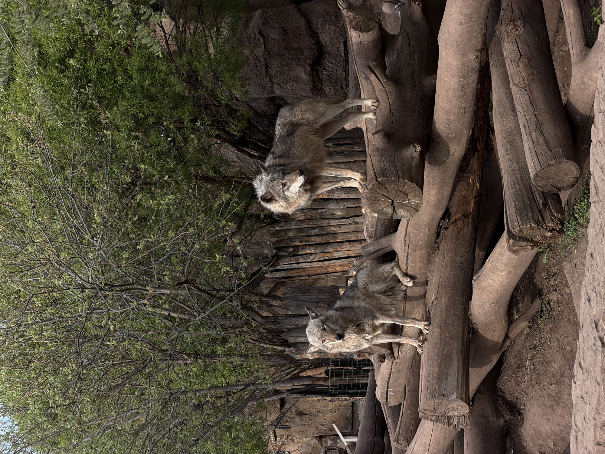 The image shows two gray wolves resting on a platform constructed from logs and tree trunks. The platform is situated near a rock wall and some green foliage, suggesting a habitat that mimics a natural environment. The background includes sparse branches, indicating an outdoor setting. The scene is taken from the Zoo of Izhevsk in Russia.