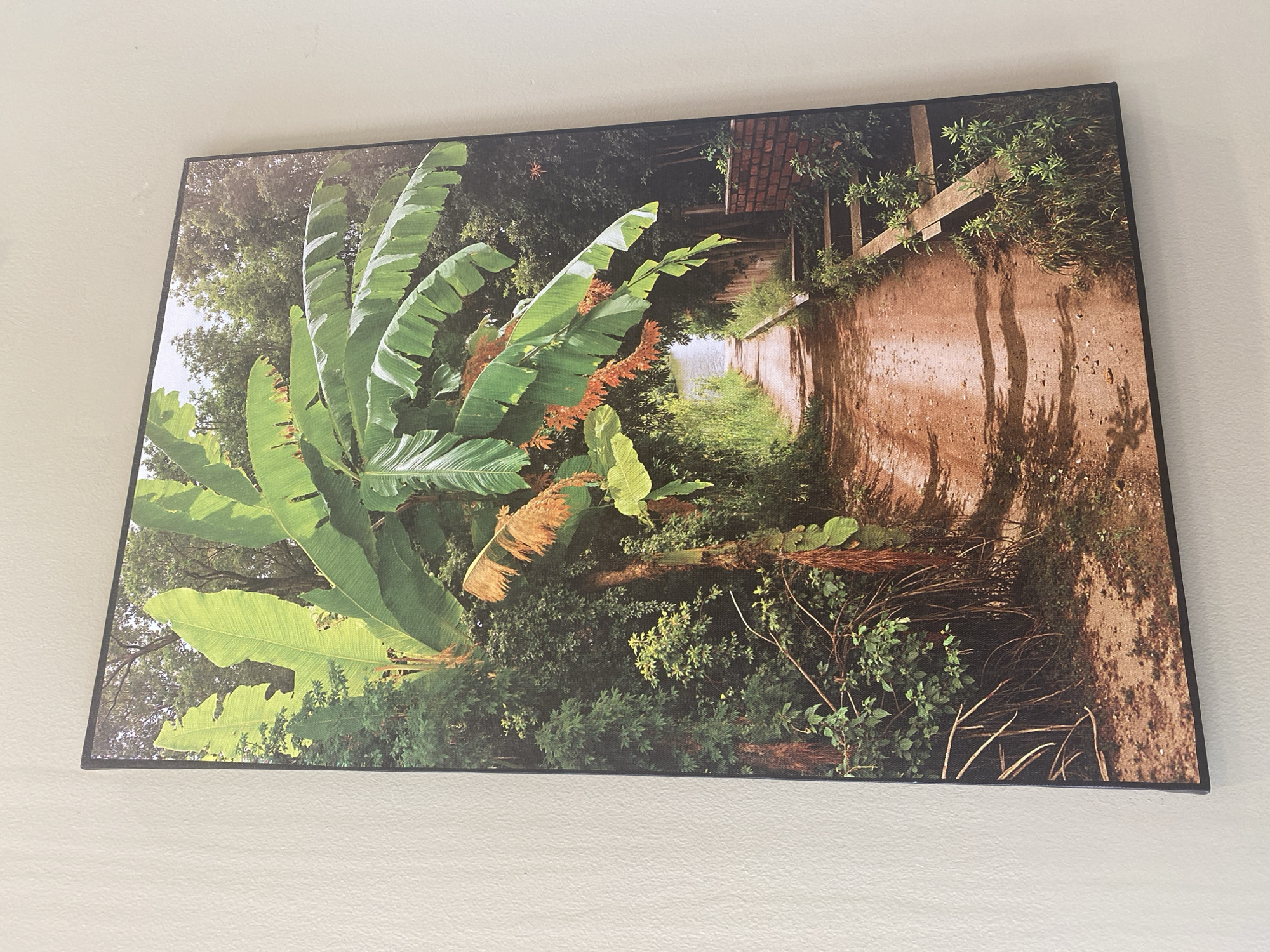 A framed photograph displays a dirt path leading through lush greenery towards a body of water. Large, broad leaves, characteristic of banana plants, dominate the foreground, with some of the leaves appearing dried and tinged with orange. The path is uneven, with shadows cast by the foliage. To the right, a low brick wall and some stone steps are visible, also overgrown with vegetation. The scene evokes a sense of tropical nature and a tranquil pathway. The photograph is framed in black and is hung on a textured, off-white wall. This scene is likely in a botanical garden or a natural area within the city of Đà Nẵng, Vietnam, given the tropical flora depicted.
