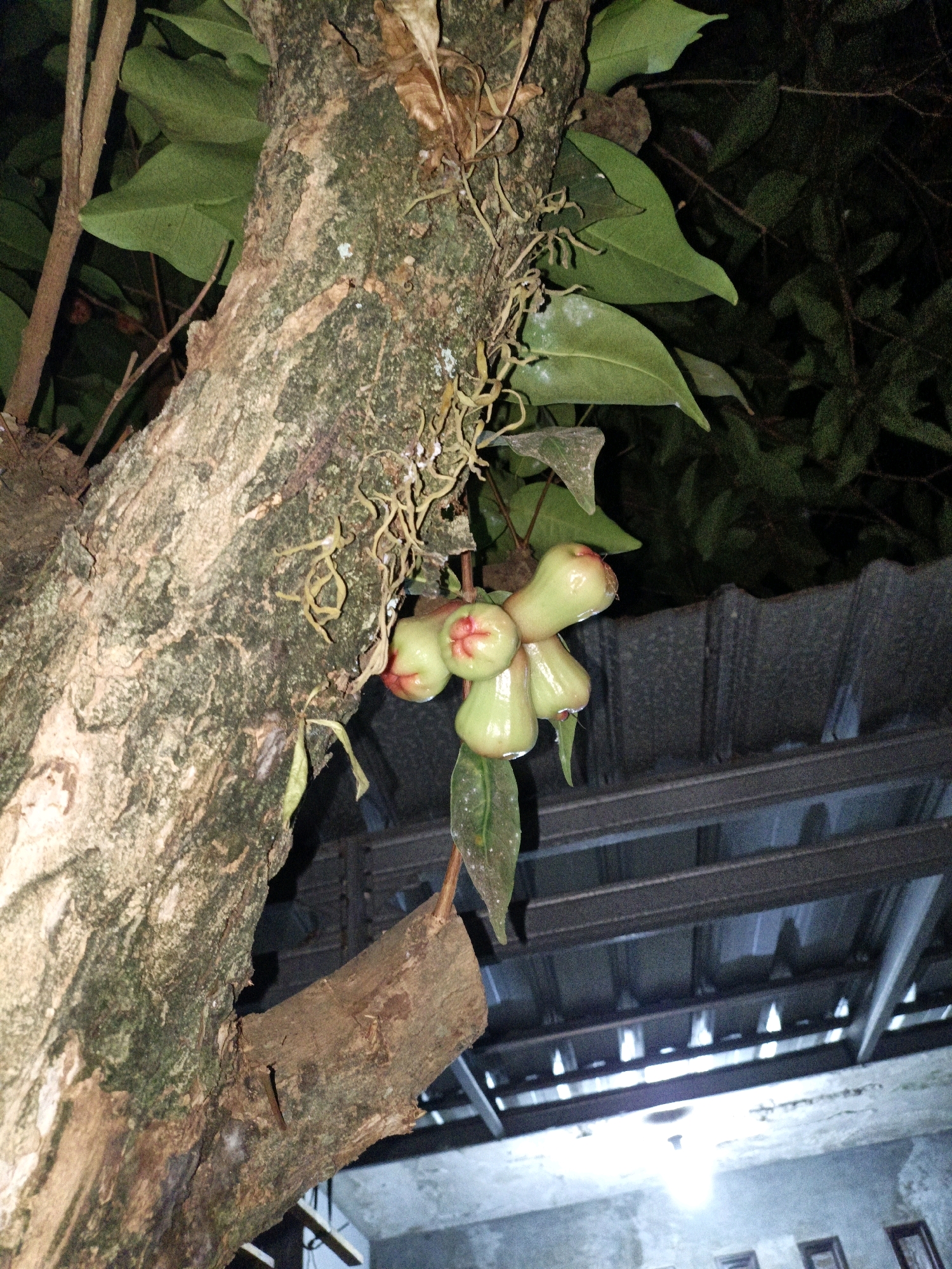 A cluster of light green, bell-shaped fruits with red tips hangs from a thick, rough-barked tree trunk. The tree is positioned on the left side of the frame, with its branches and leaves filling the upper portion. Below the fruits, a section of corrugated metal roofing is visible, supported by dark, metallic beams. The background is dark and out of focus, suggesting it is nighttime. The overall scene is outdoors, with no people or animals present. The location is identified as Cikal, Indonesia.