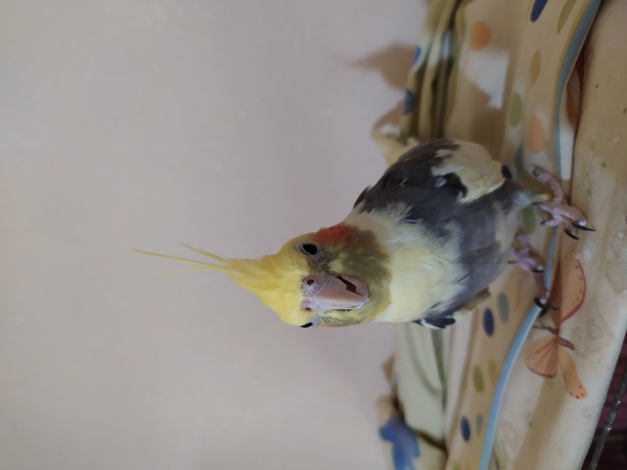 A medium shot photograph shows a cockatiel, a species of parrot, perched on a surface covered with a light-colored cloth featuring a repeating pattern of colorful dots and orange floral designs. The bird is positioned centrally, facing the camera, with its head tilted slightly. Its crest of yellow feathers is raised, and its mouth is open, revealing a pink tongue. The cockatiel has yellow plumage on its head and chest, transitioning to gray and white on its wings and back. Its eyes are dark and beady. The background is a plain, light-colored wall with a faint shadow of the bird cast to the right. The surface the bird is on appears to be soft, possibly an ironing board or a padded surface, indicated by the fabric's texture and a blue cord running across it. The image does not contain any elements that indicate a specific location in Bilajari, Azerbaijan; the scene is generalized and could be anywhere.