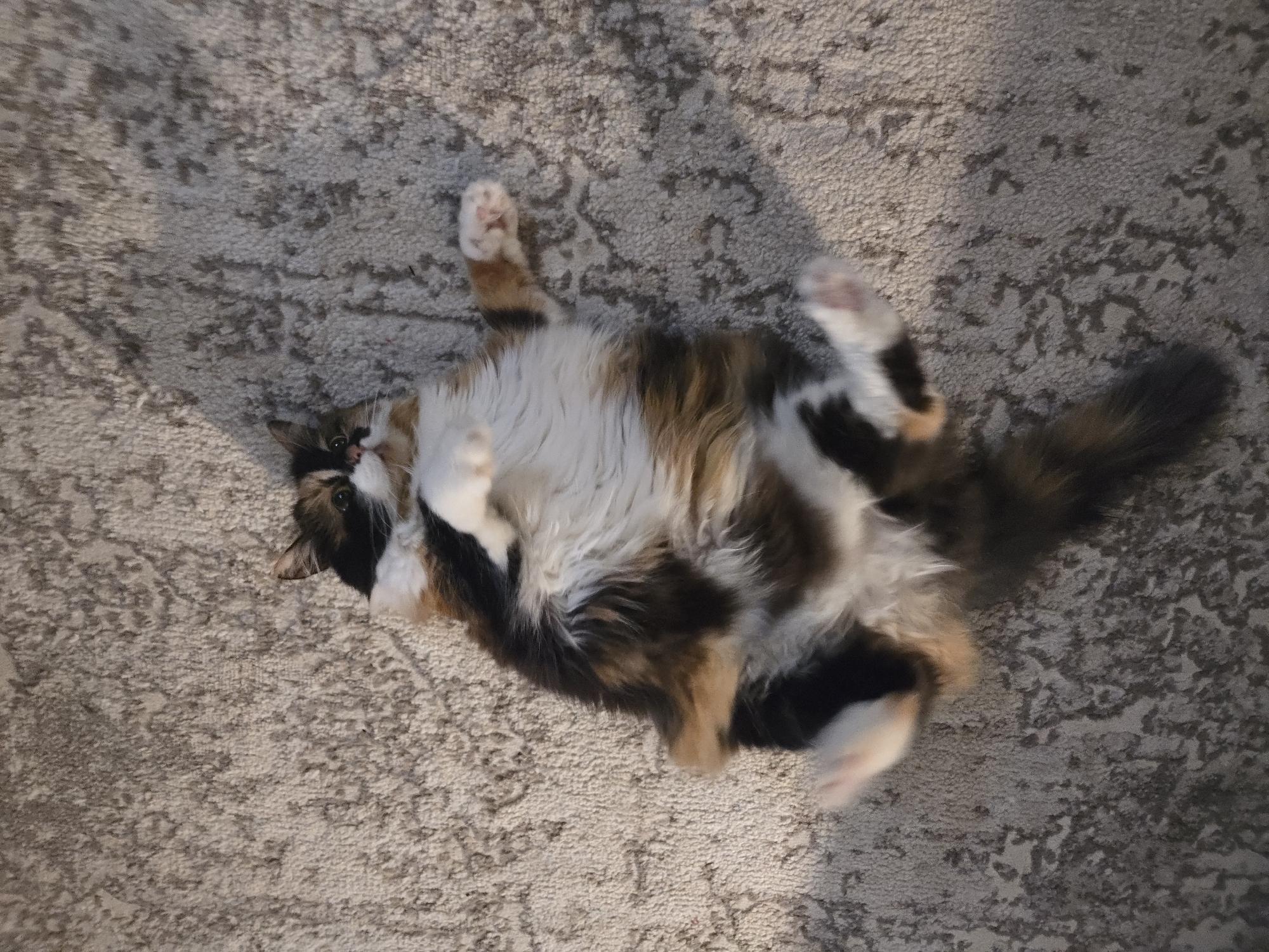 A calico cat is lying on its back on a textured, neutral-colored carpet. The cat is fluffy with patches of black, white, and orange fur. Its paws are extended upwards, and its belly is exposed. The lighting suggests it is daytime, with shadows cast on the carpet. The image does not contain information about the city of Vladimir, Russia.