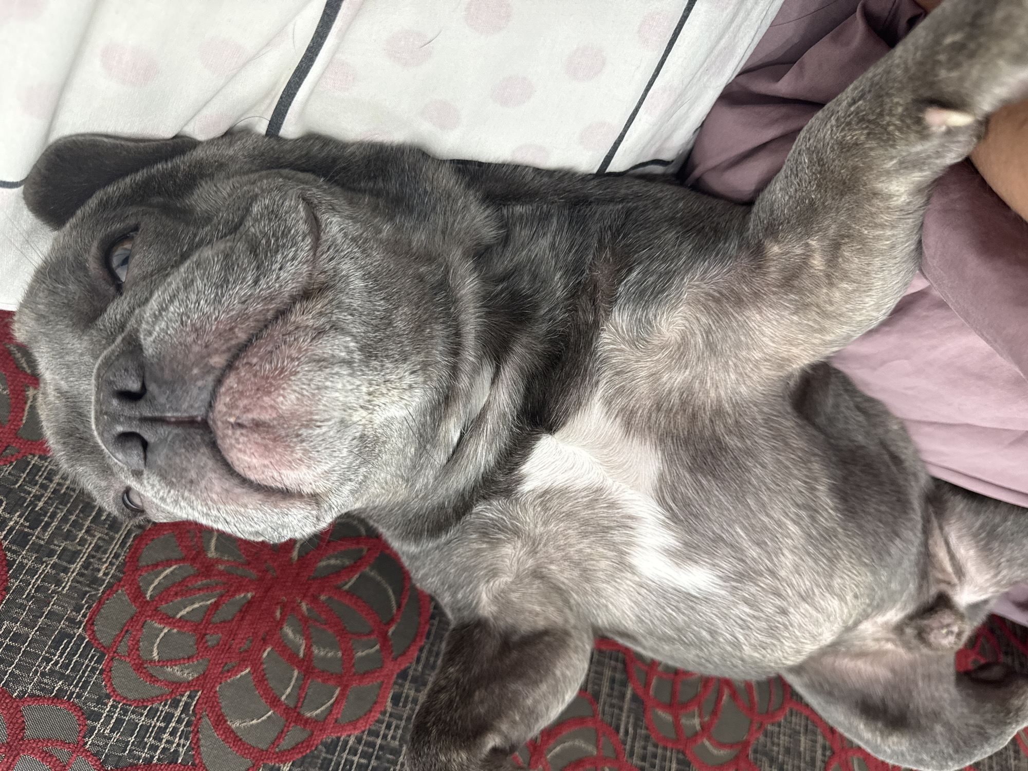A blue-gray French bulldog is lying on its back on a patterned duvet, with its head resting on a pink pillow. The dog's legs are splayed out, and its belly is exposed. The dog's fur is short and dense, and it has a wrinkled face with a black nose. The background consists of a couch with a red and gray floral pattern. The scene is well-lit, and the image is in focus, capturing the dog in a relaxed pose. There are no people or other animals visible in the image.